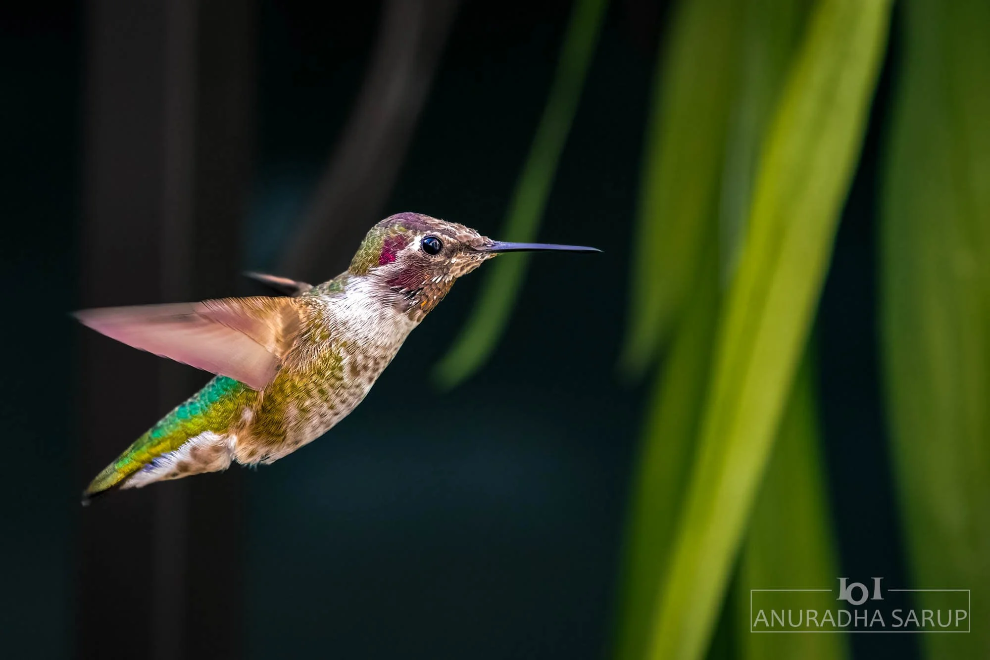 Anna's Hummingbird