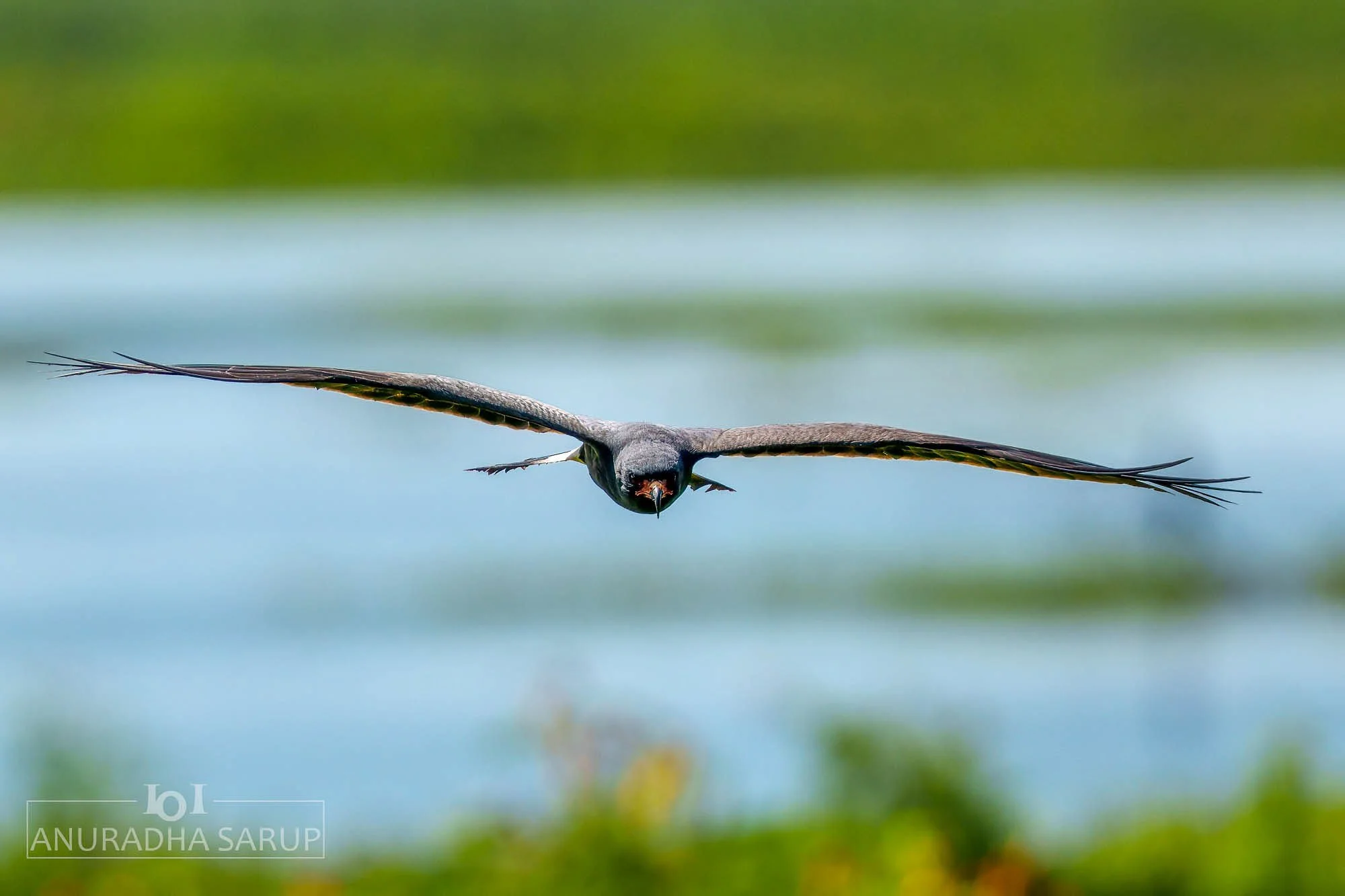 Snail Kite