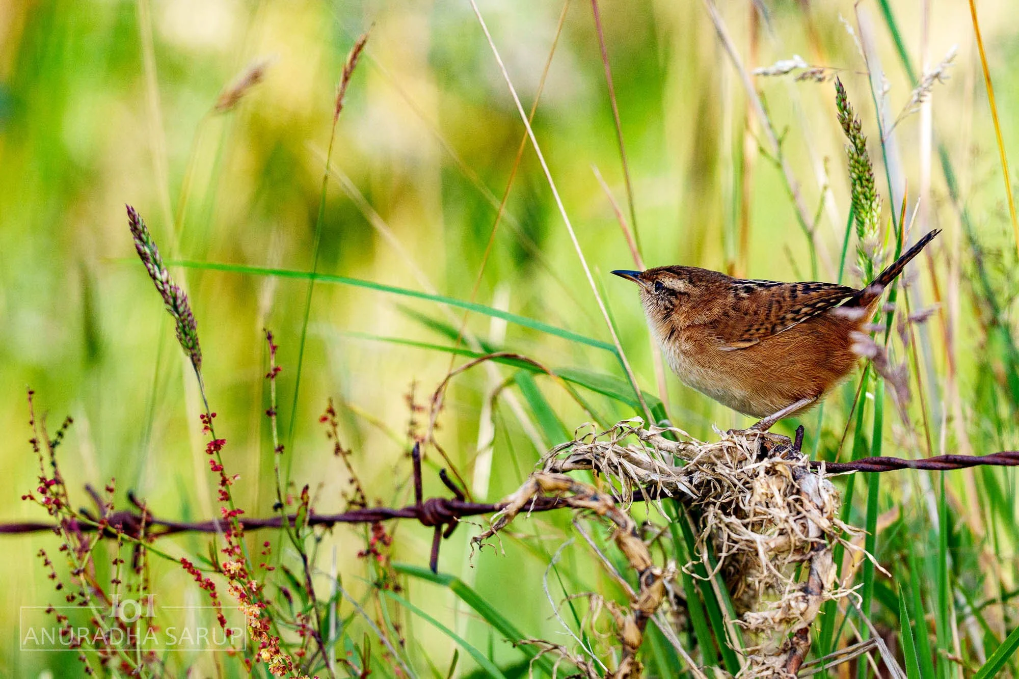 Mountain Wren