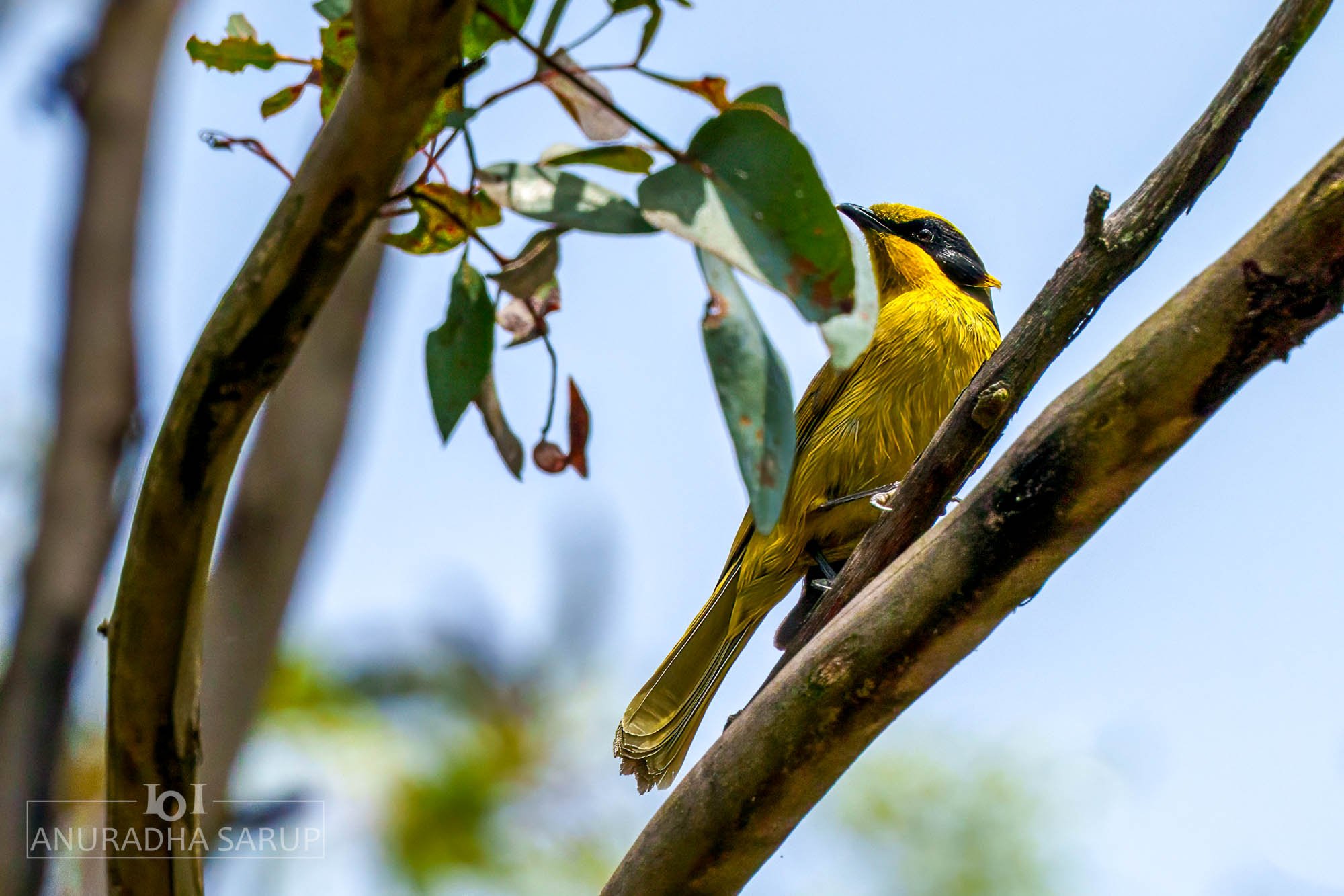 Yellow-tufted honeyeater