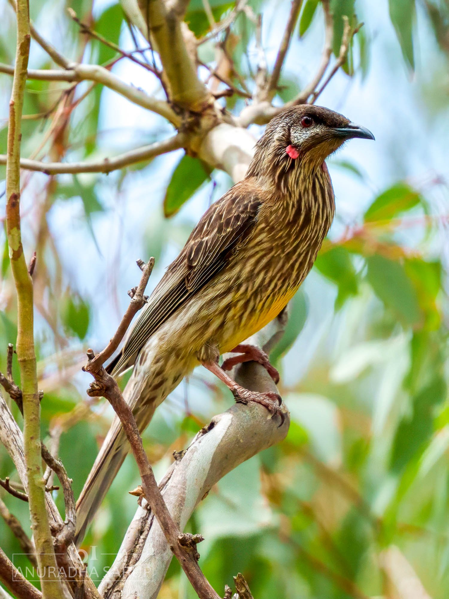 Red wattlebird