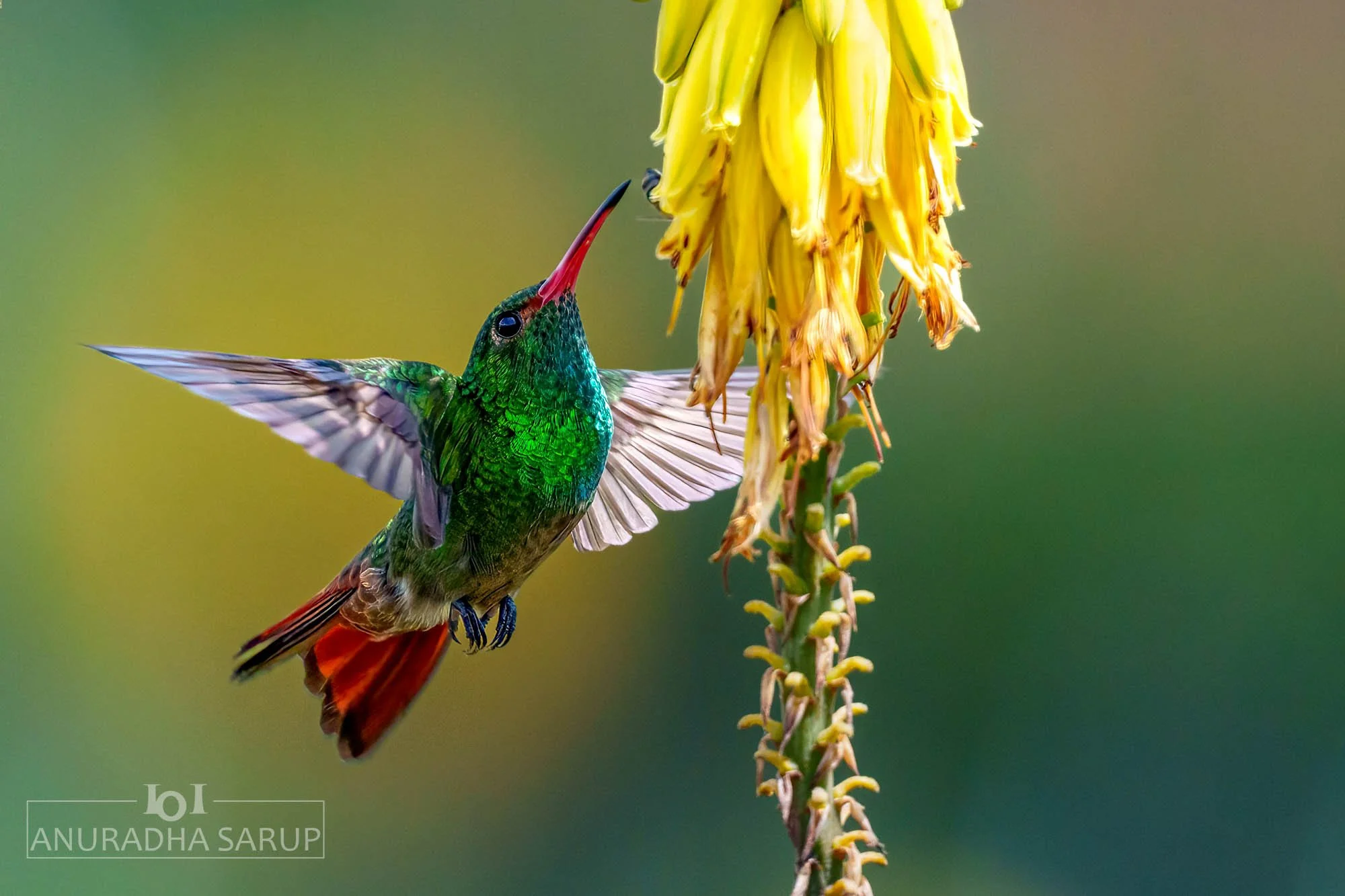 Rufous-tailed hummingbird