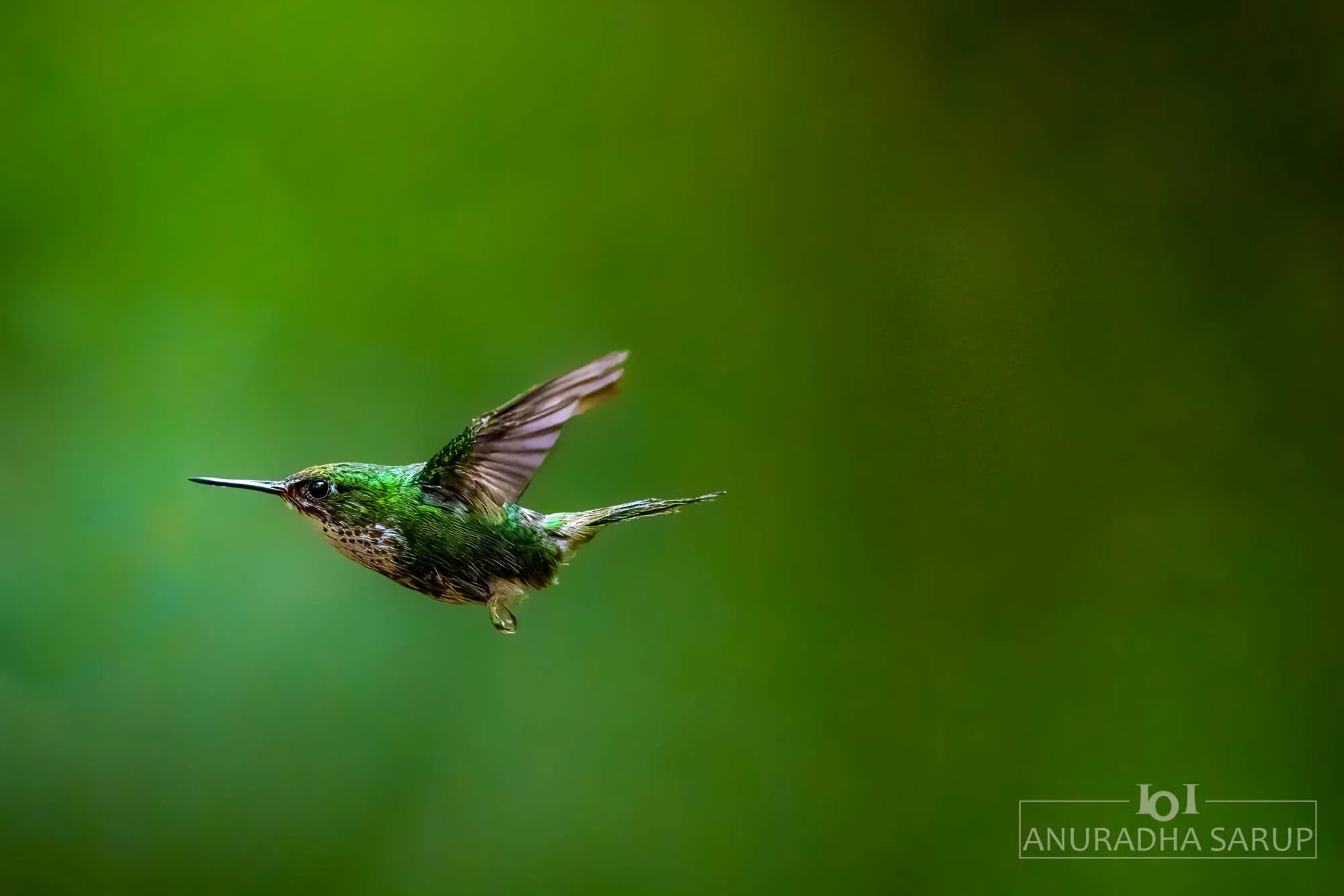 White-necked jacobin