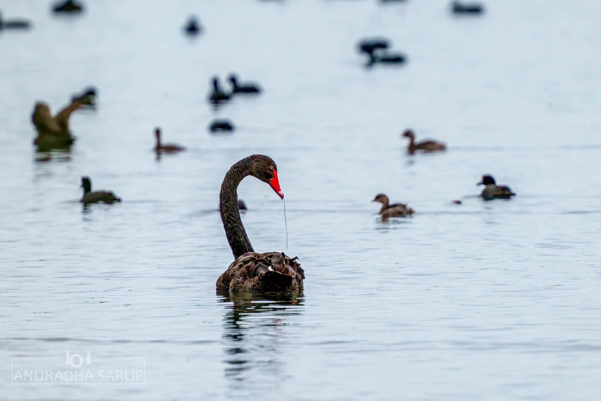 Black Swan