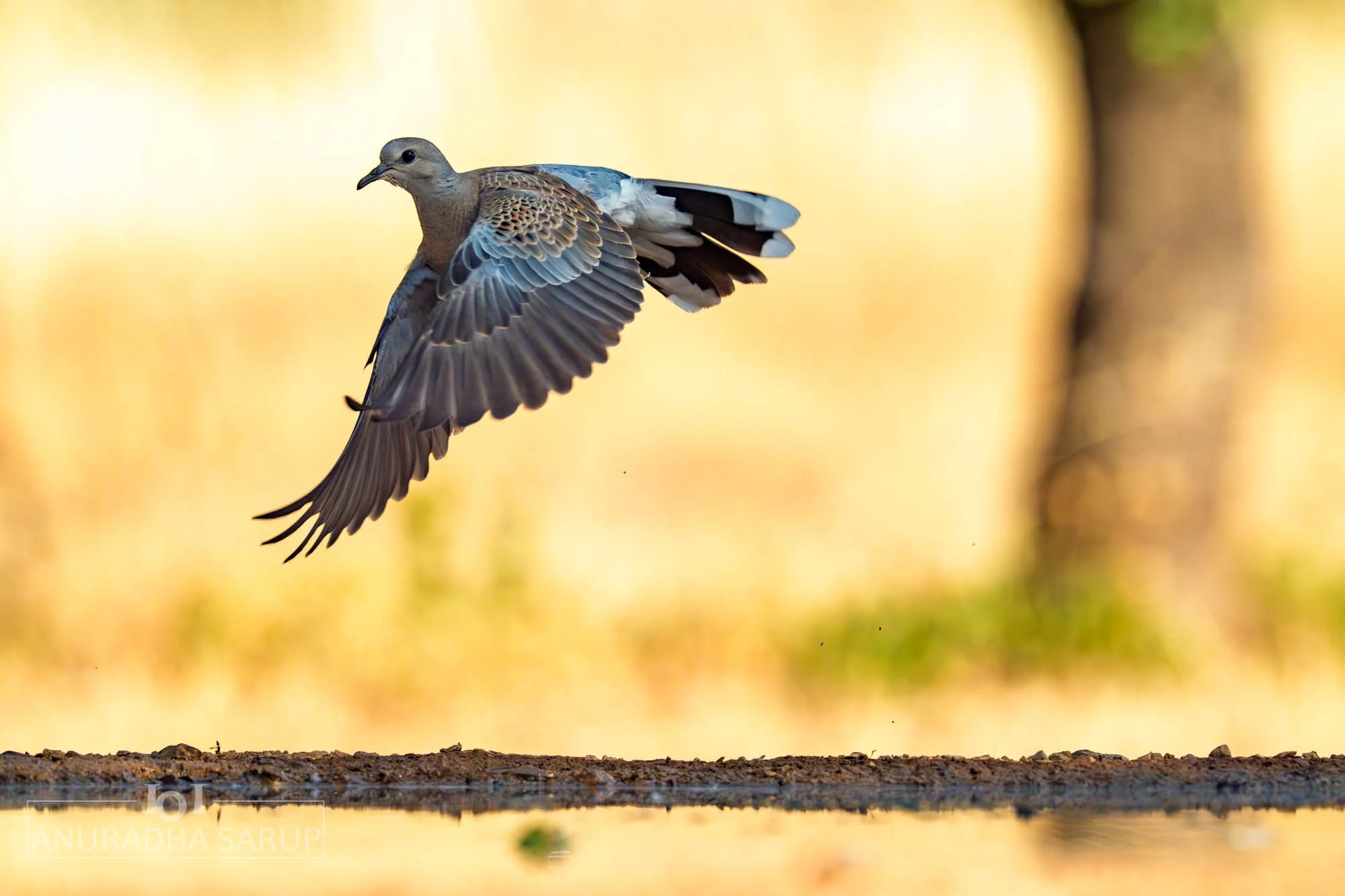 European Turtle-Dove