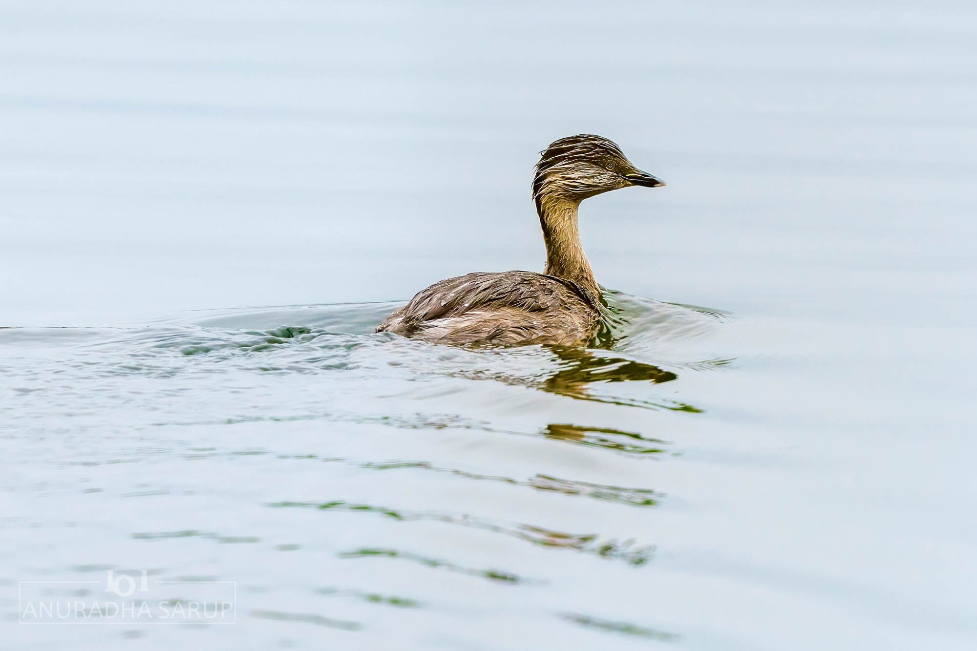 Hoary-headed grebe
