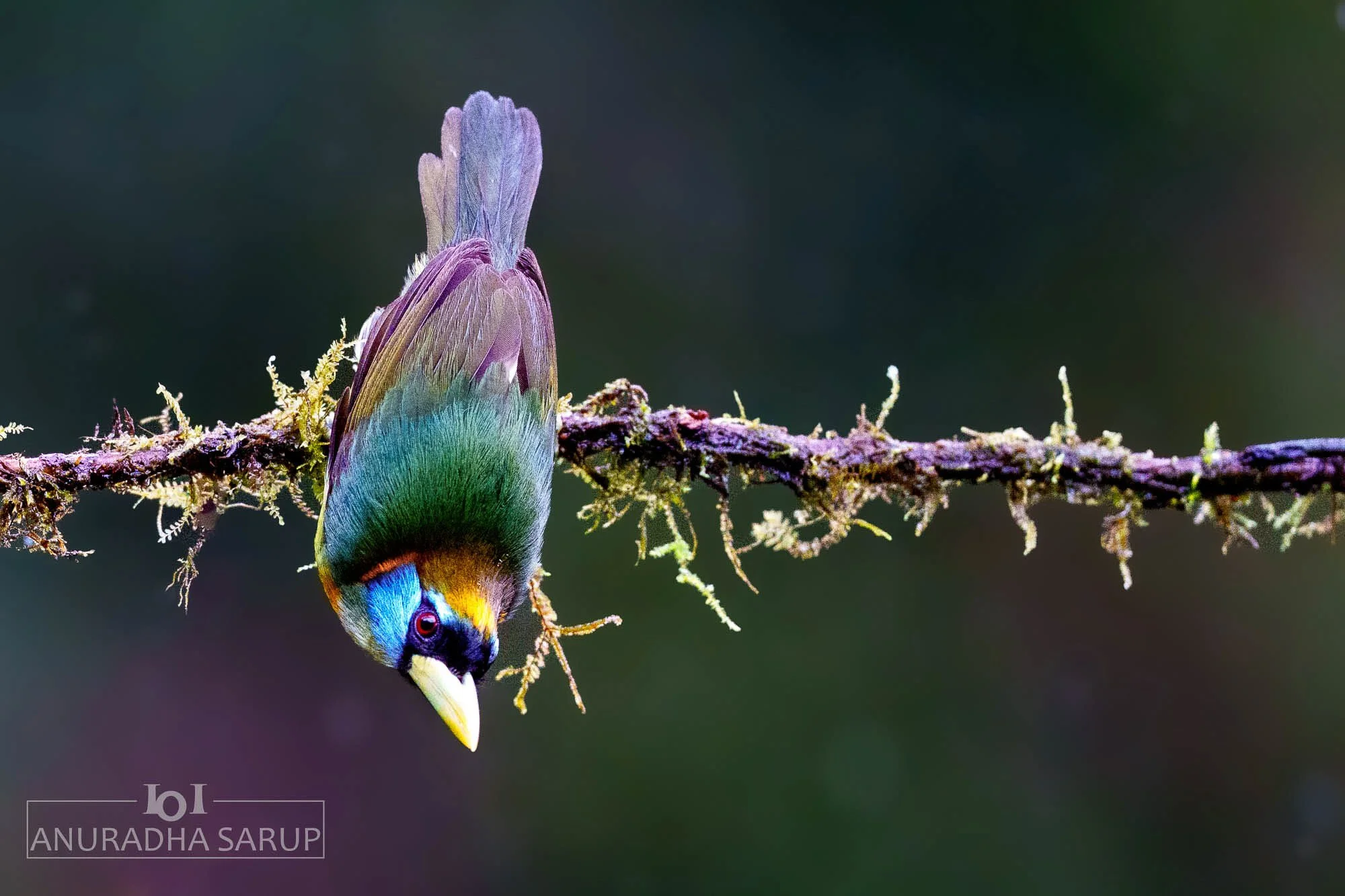 Red-headed Barbet