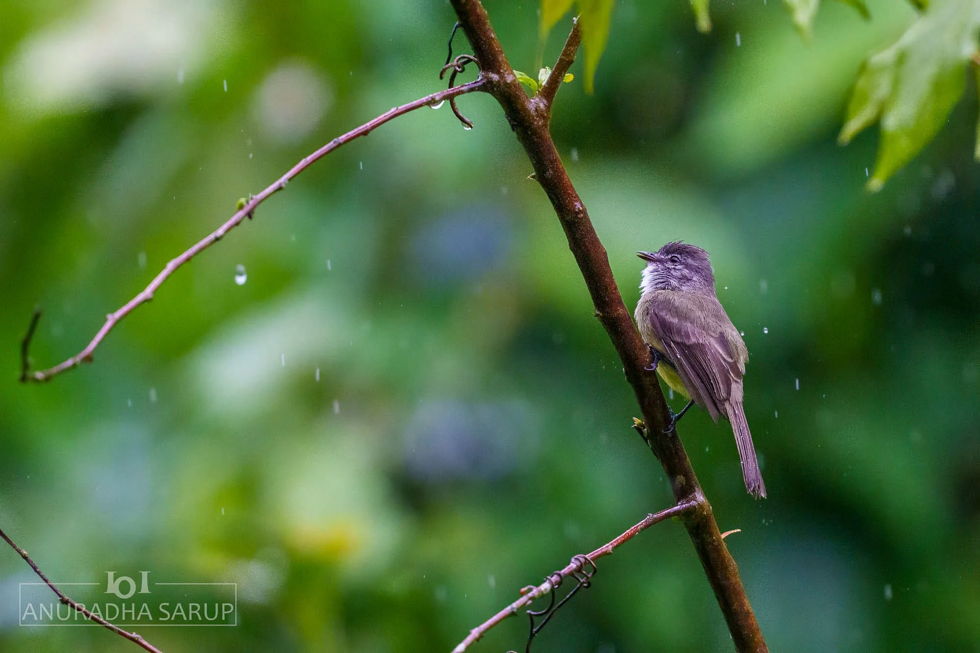 Beardless-Tyrannulet