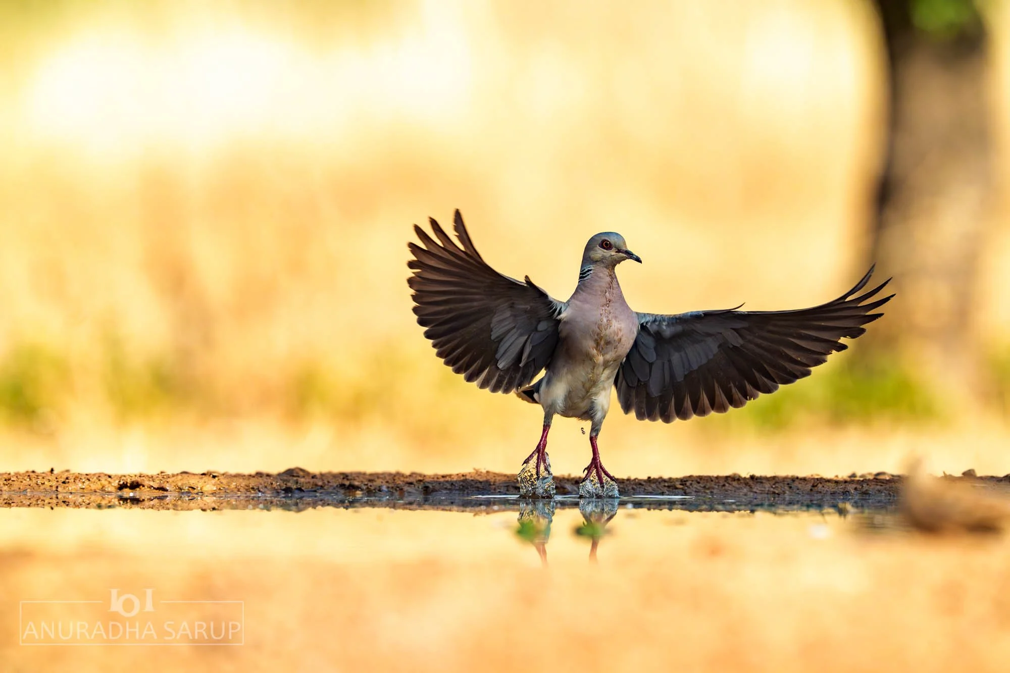 European Turtle-Dove