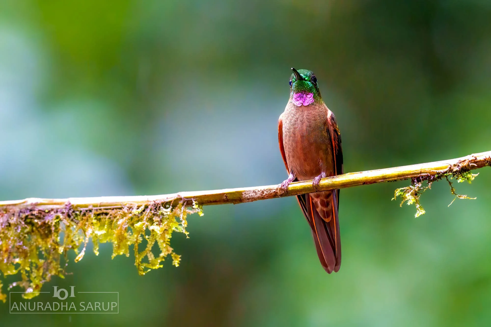 Fawn-breasted brilliant