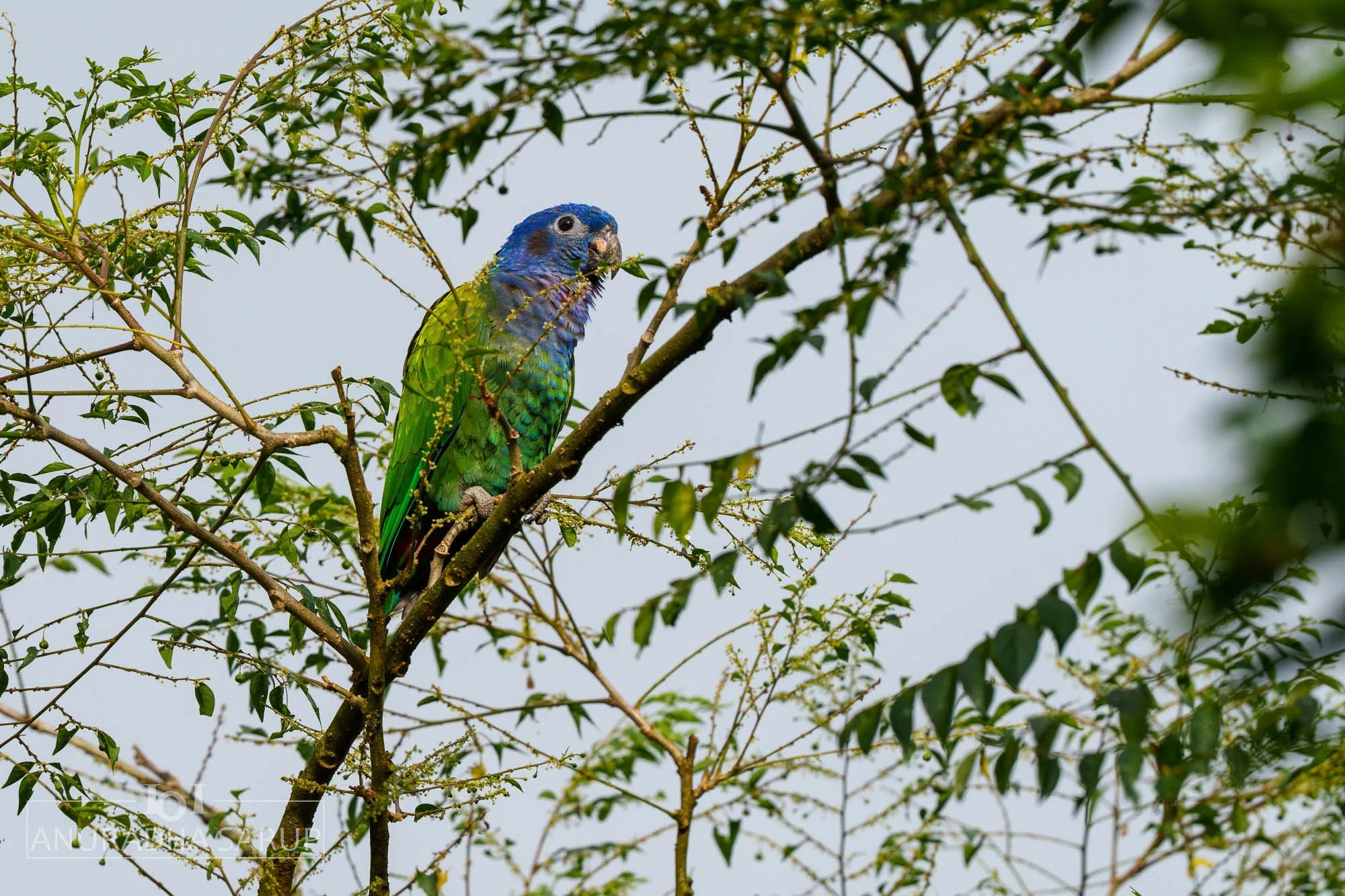 Blue-headed Parrot