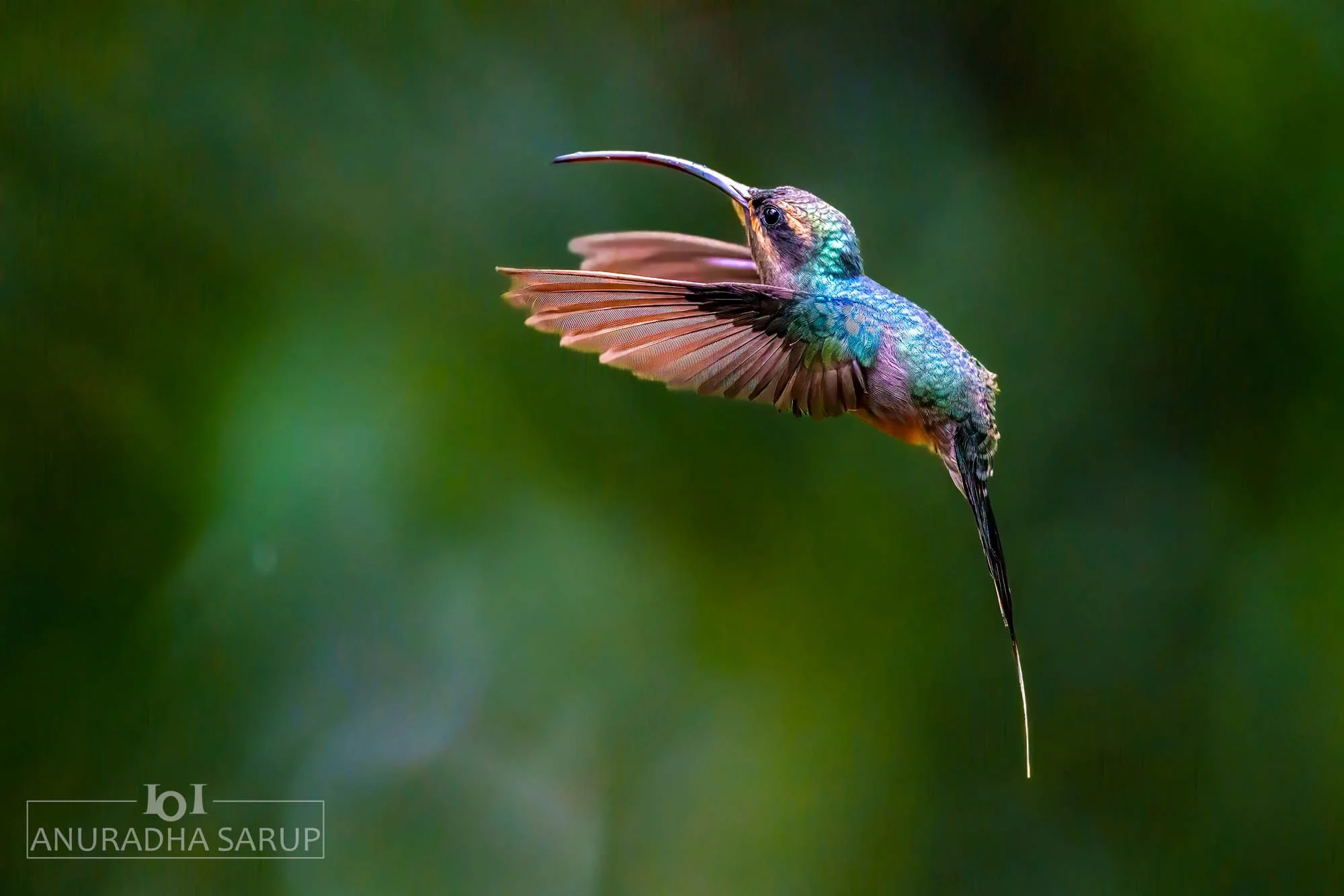 Green hermit