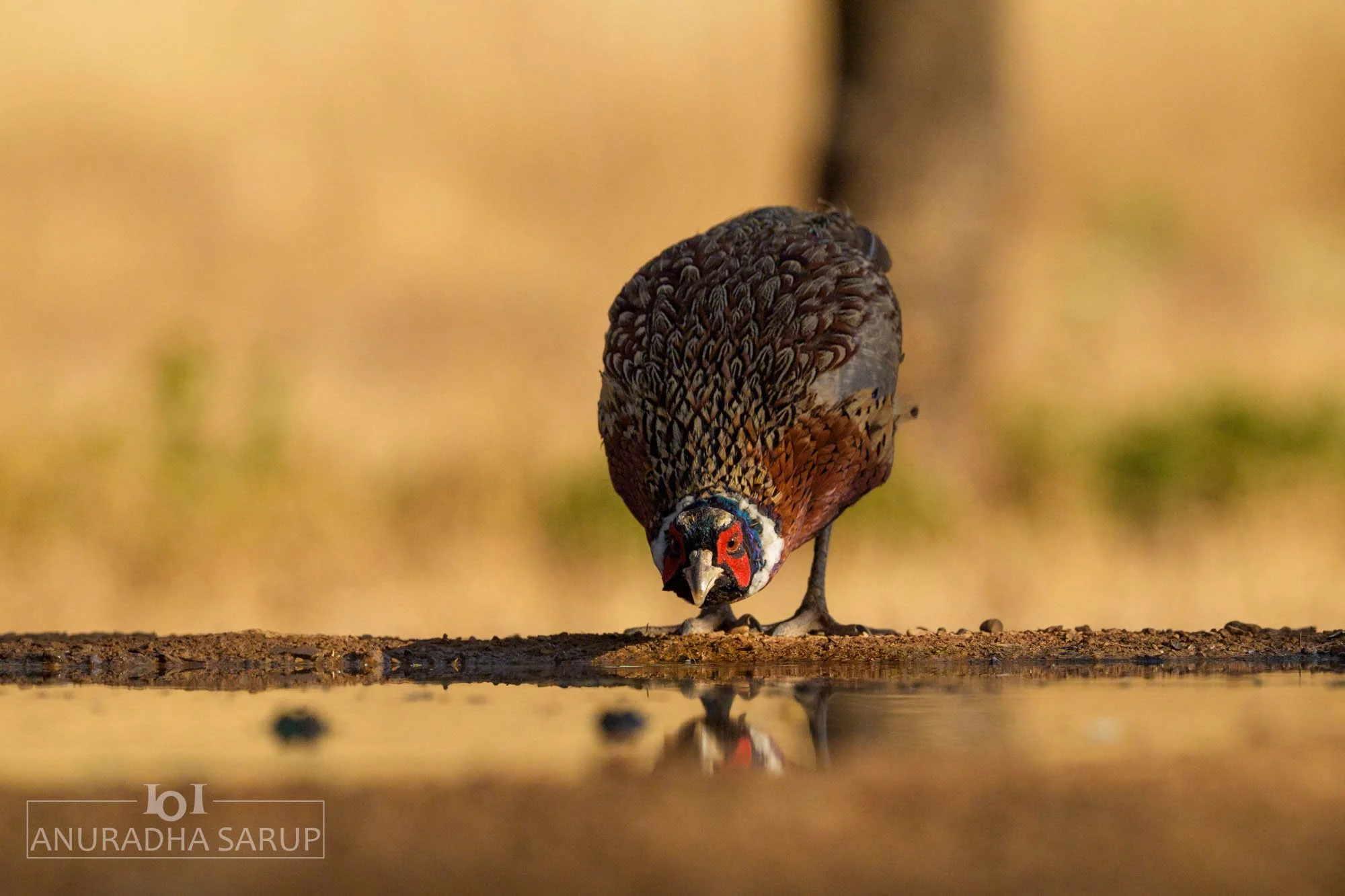 Ring-necked Pheasant