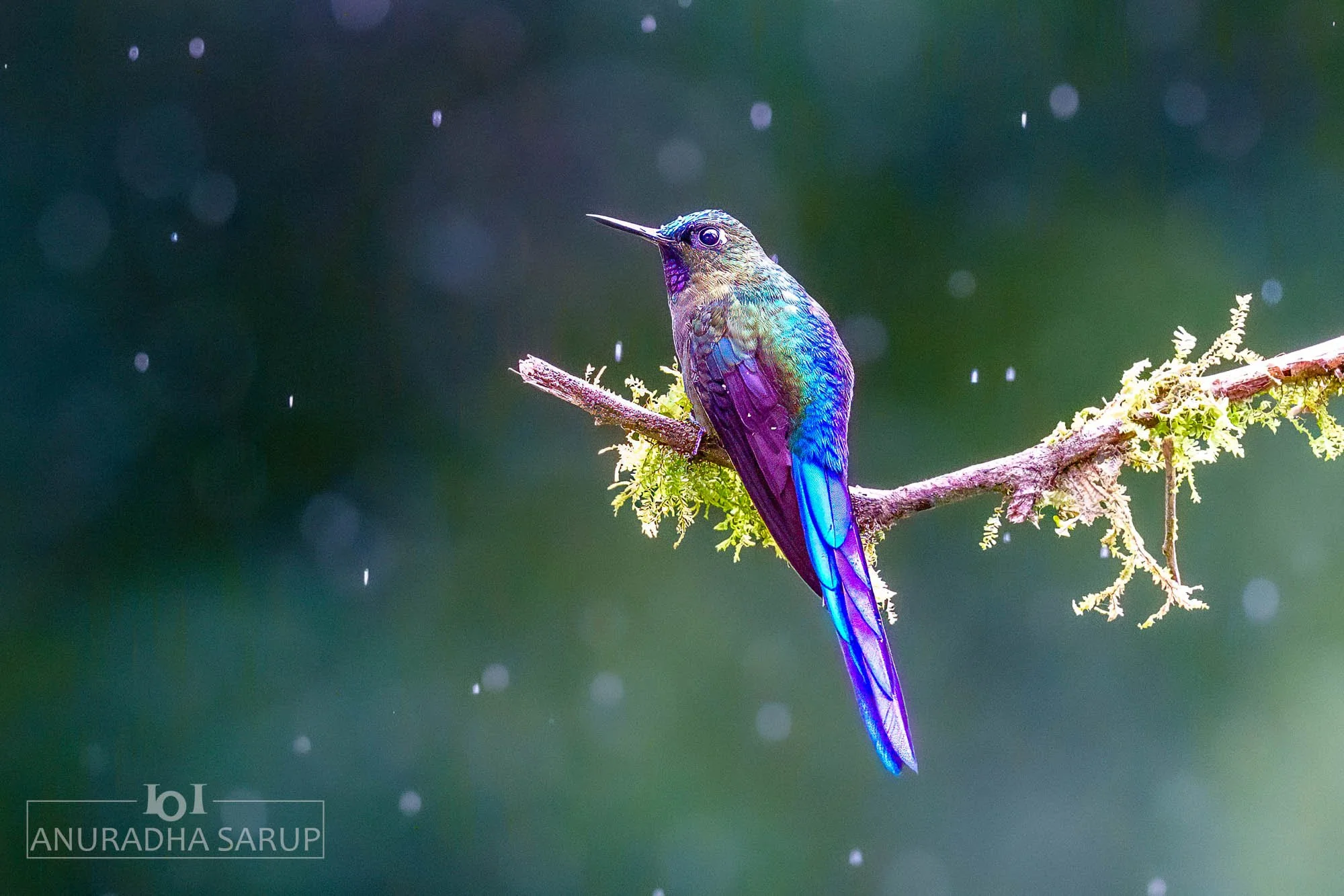 Violet-tailed sylph