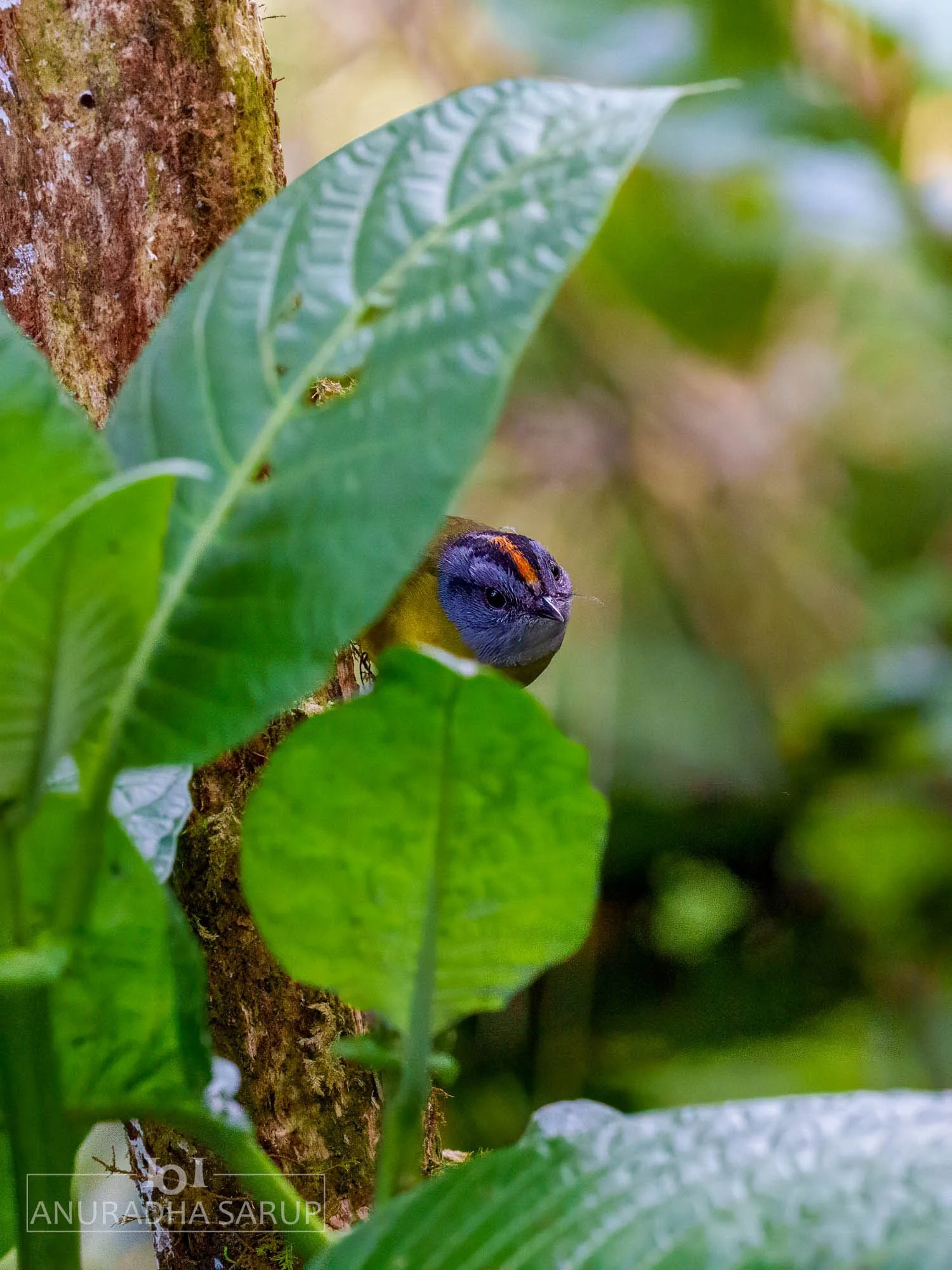 Russet-crowned Warbler