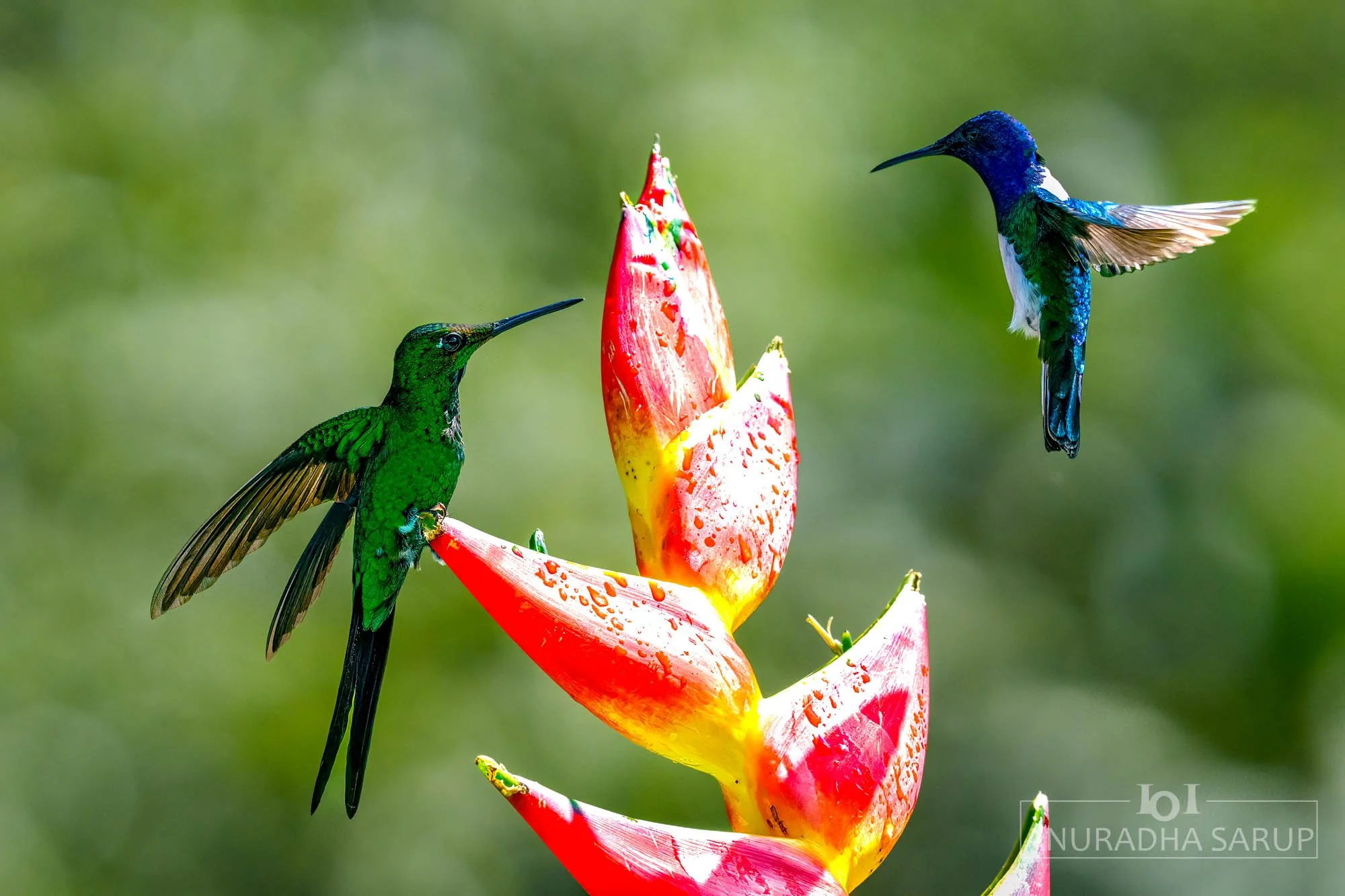 Empress brilliant & White-necked jacobin