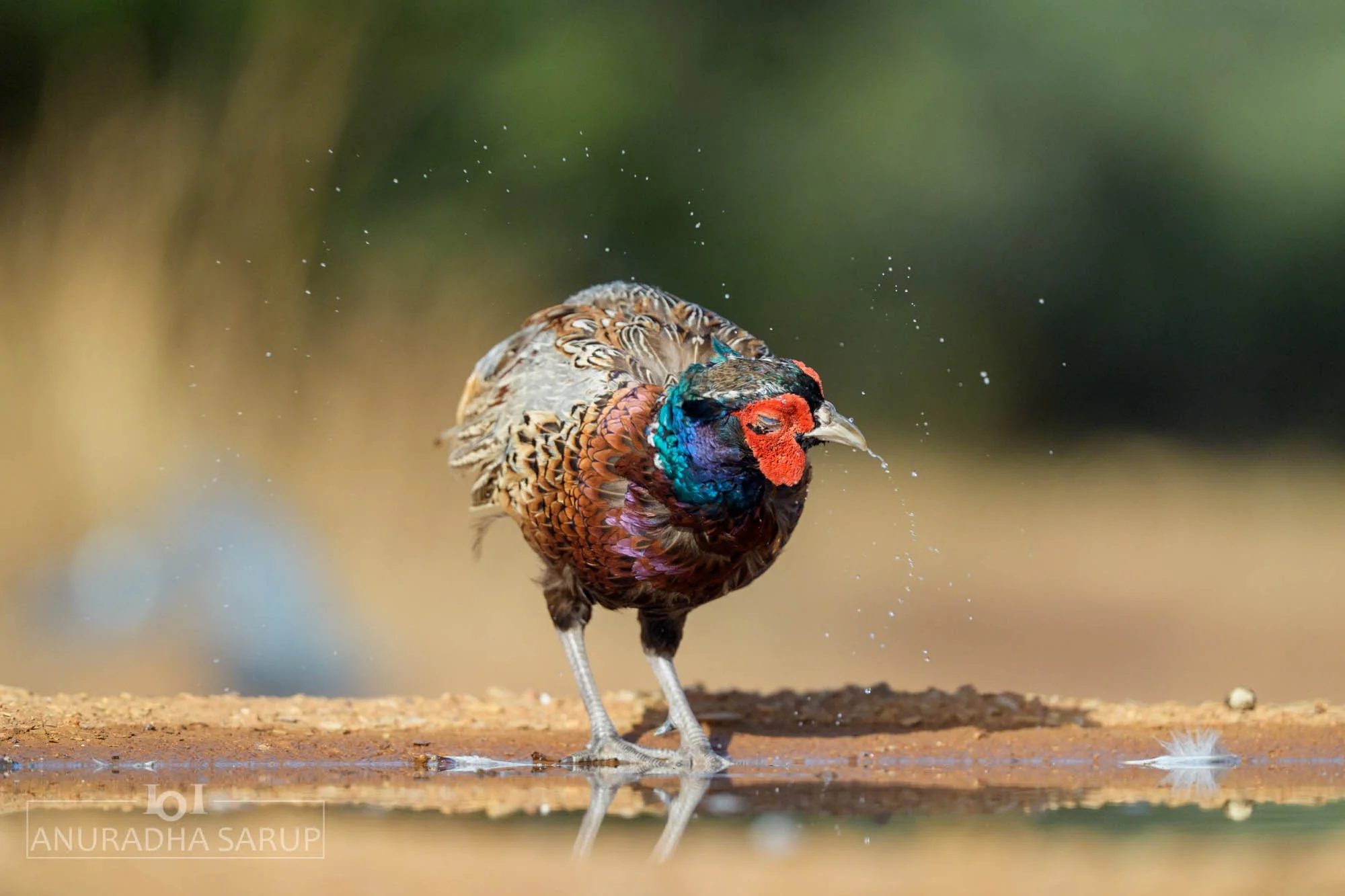 Ring-necked Pheasant