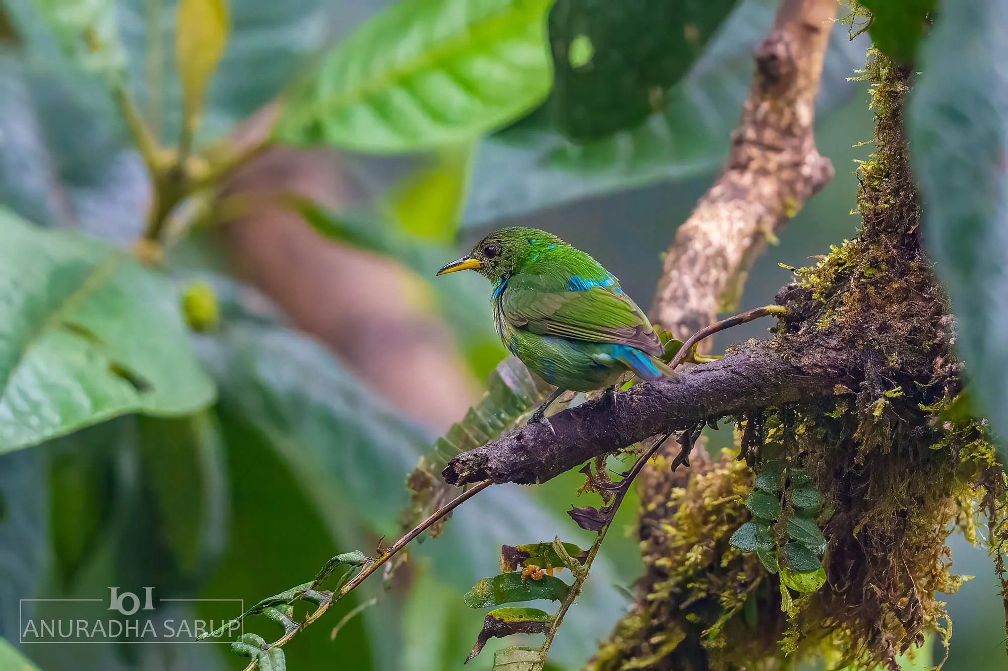 Green Honeycreeper