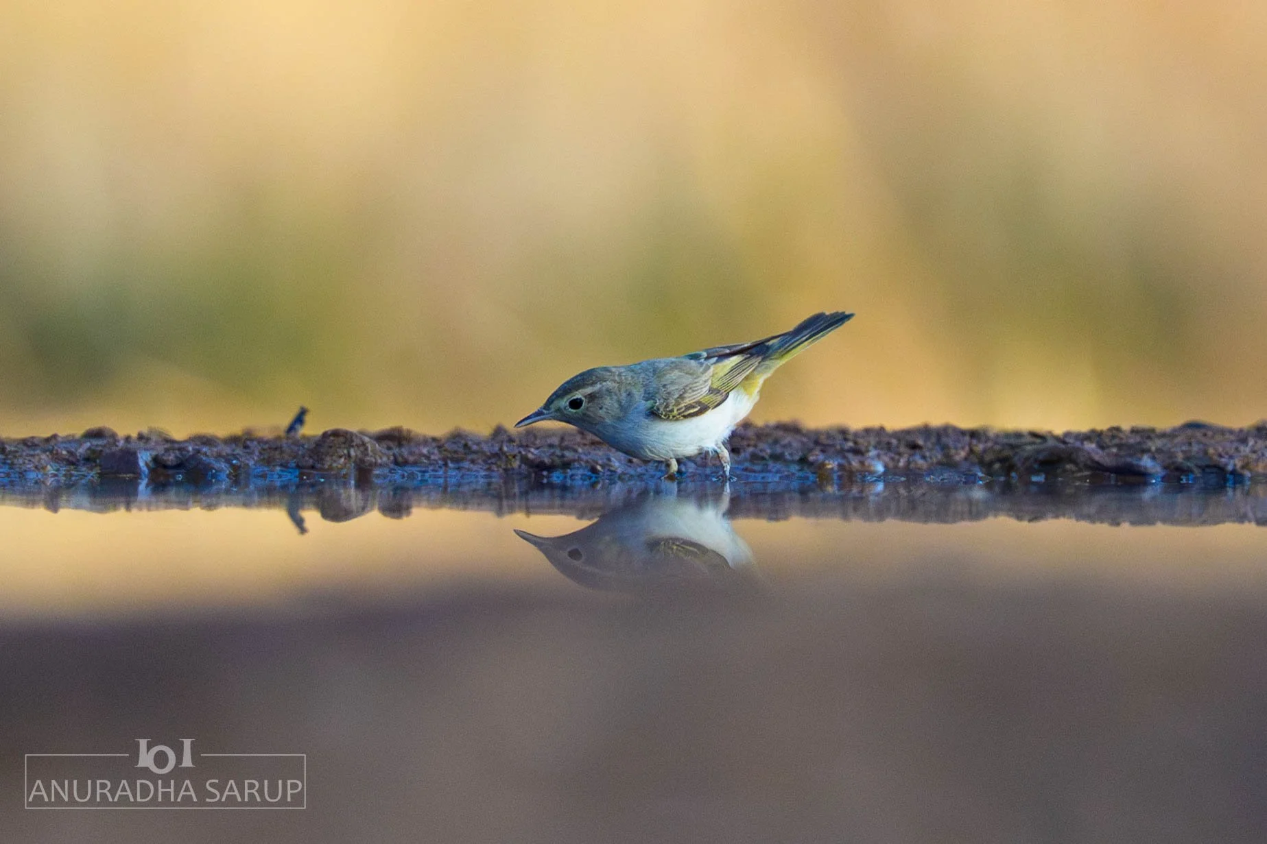 Western Bonelli's Warbler