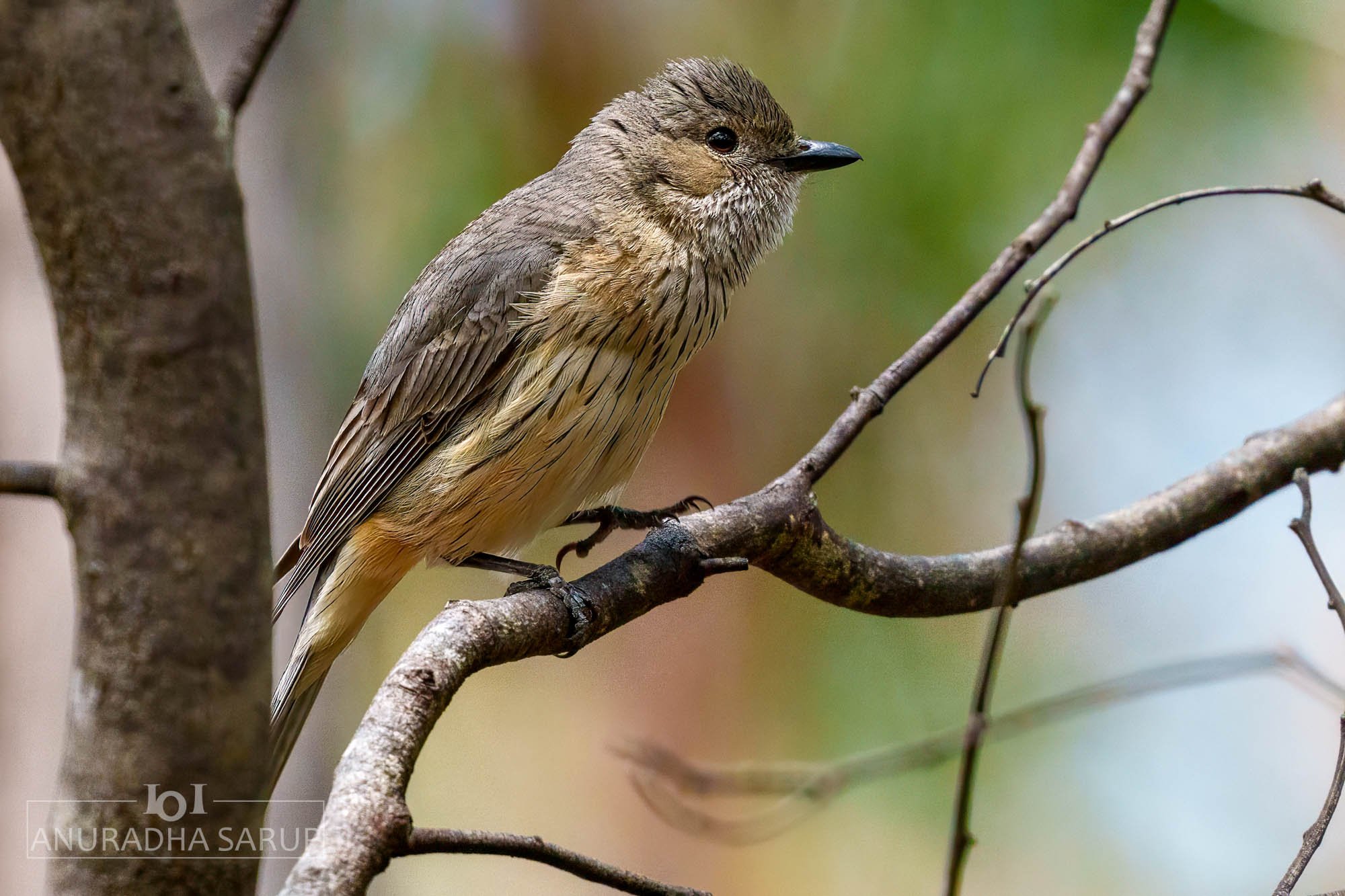 Rufous whistler