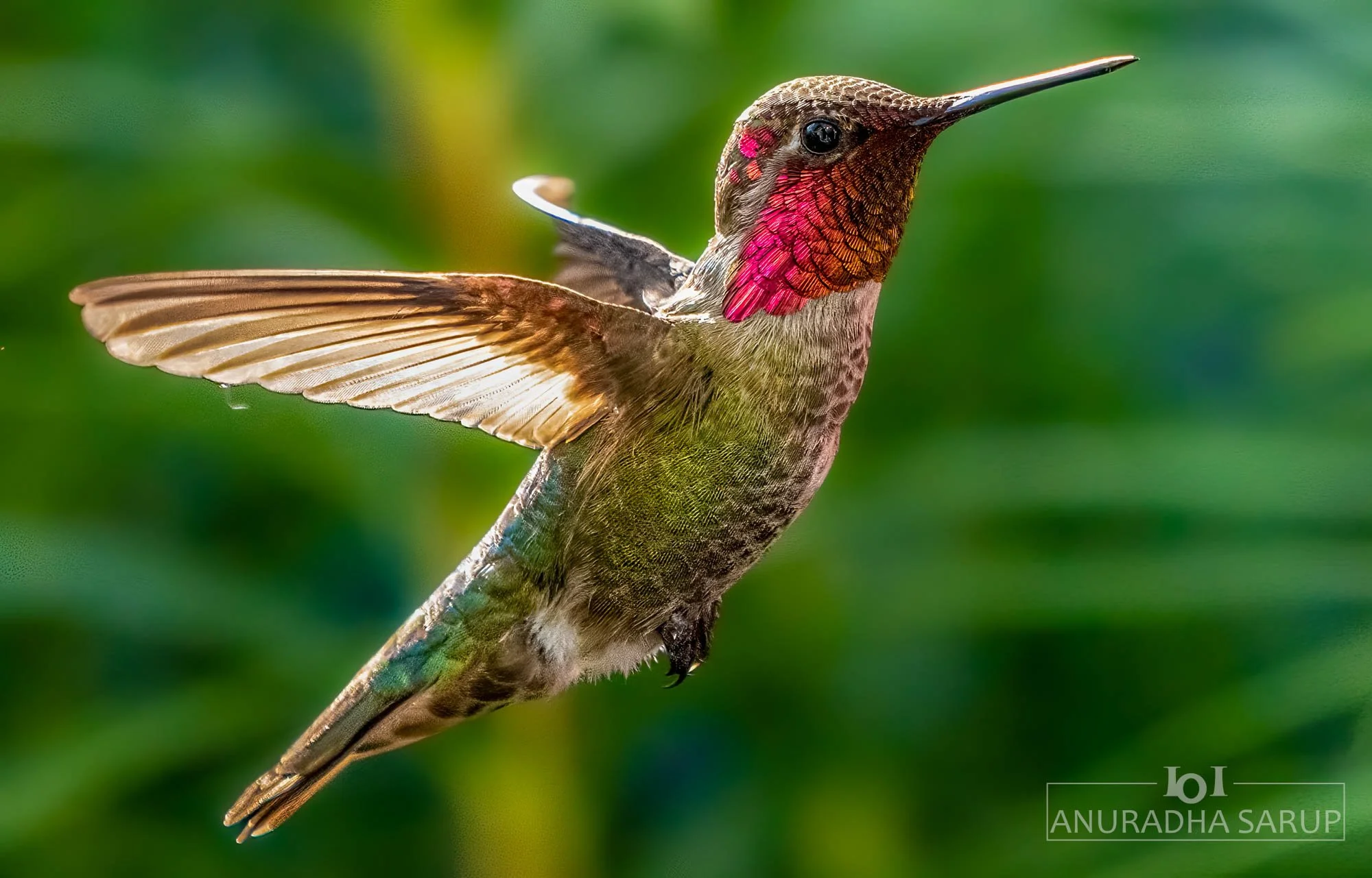 Anna's Hummingbird