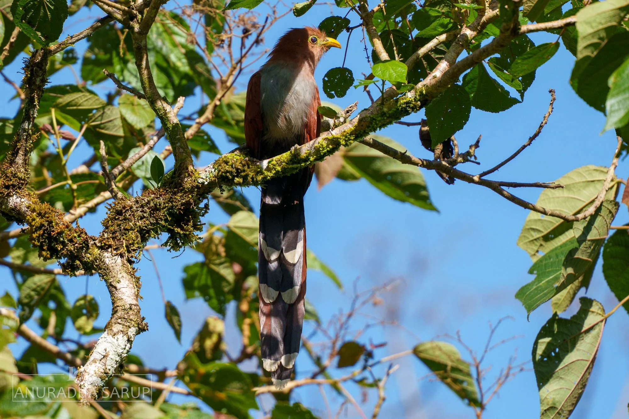 Squirrel Cuckoo
