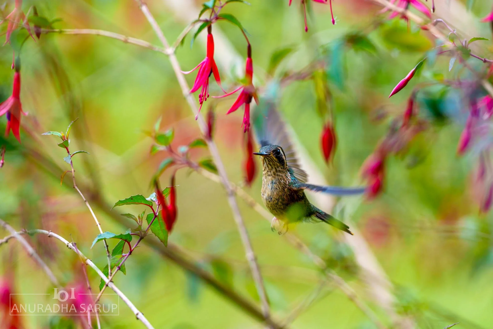 Speckled hummingbird