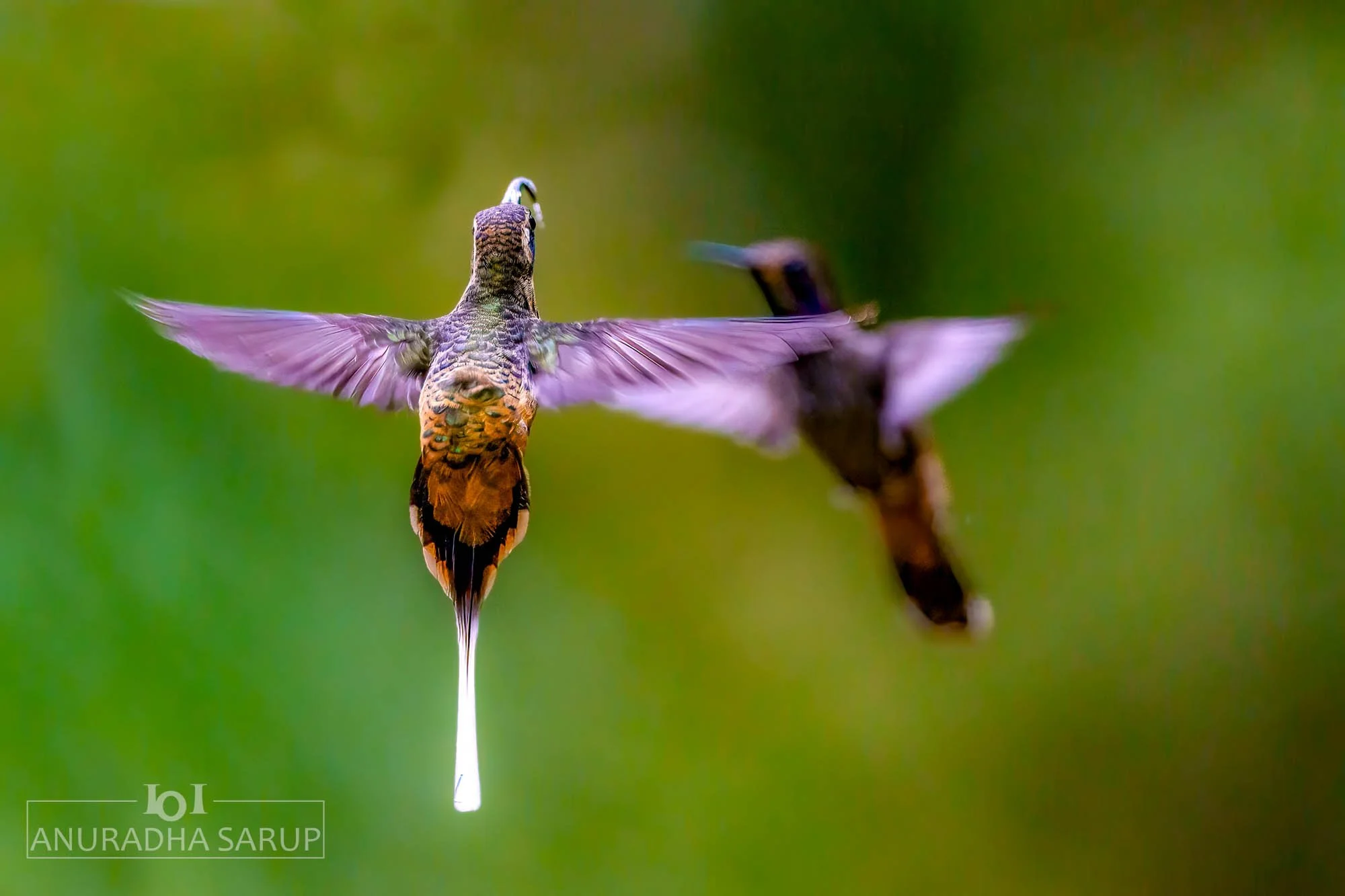 Twany-bellied Hermit