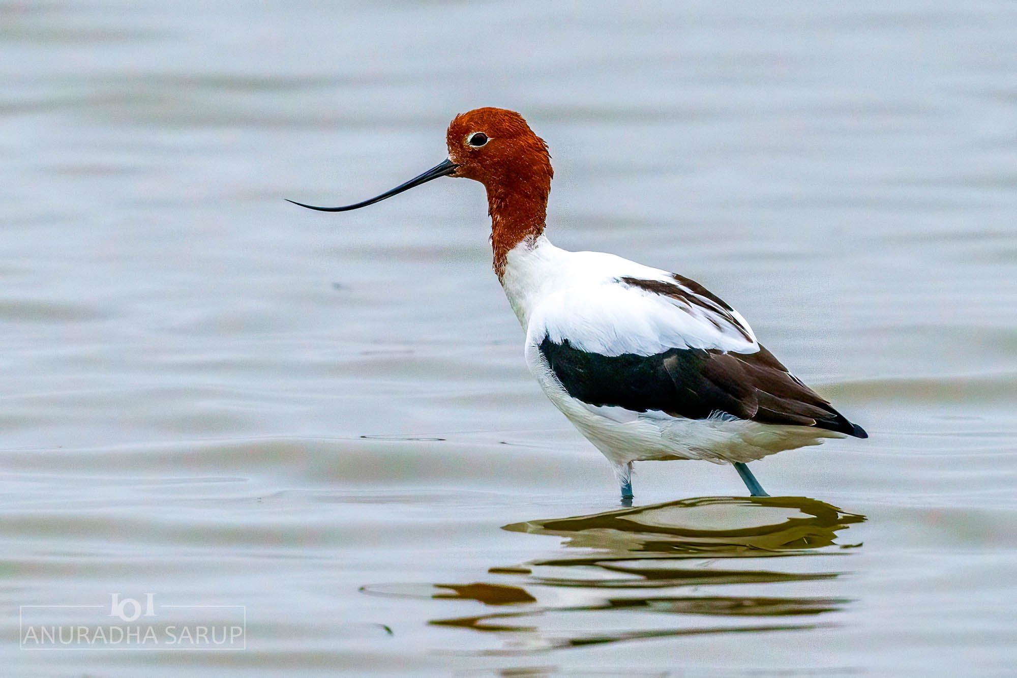 Red-necked Avocet