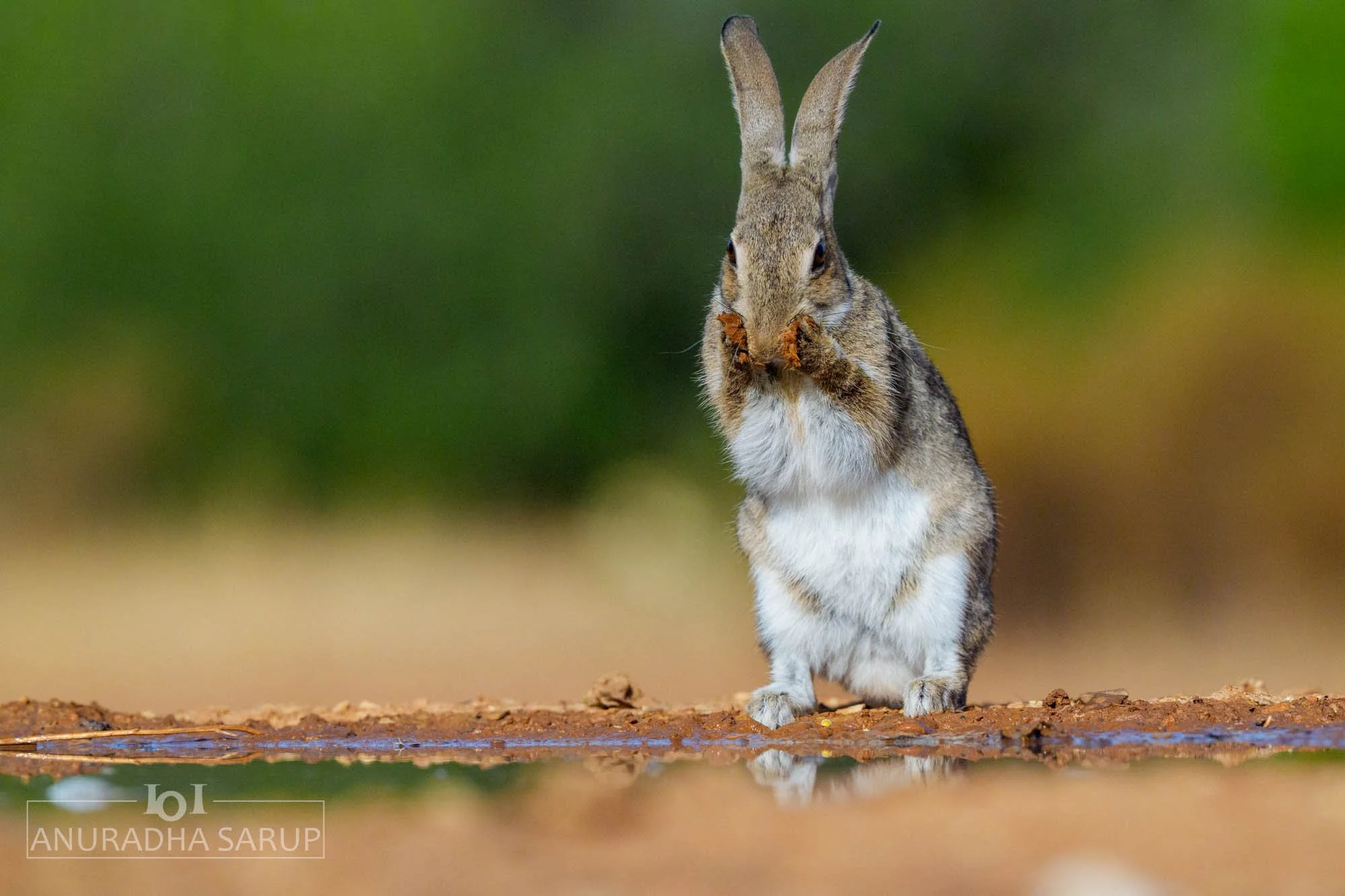 European rabbit