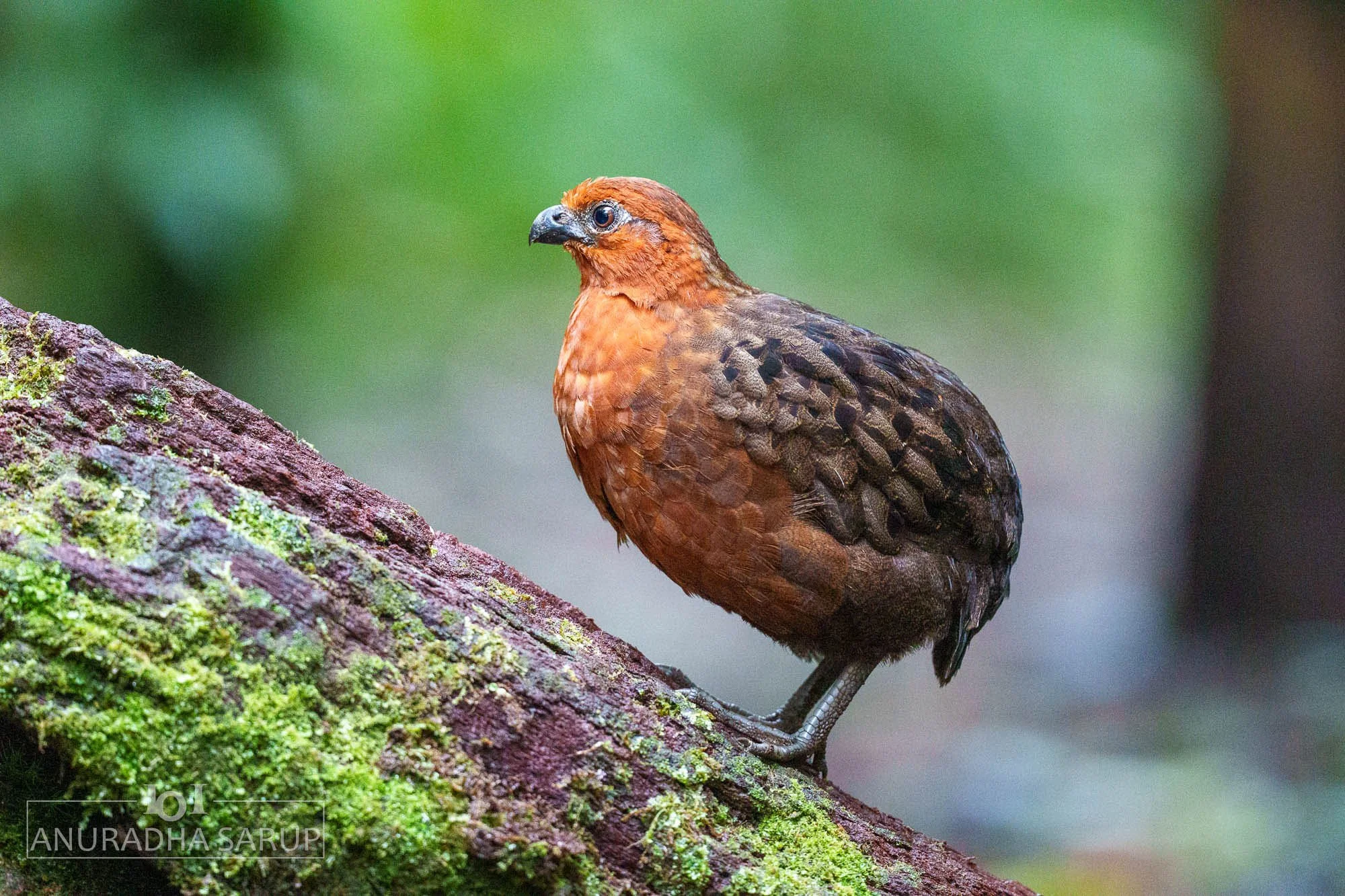 Chestnut Wood Quail