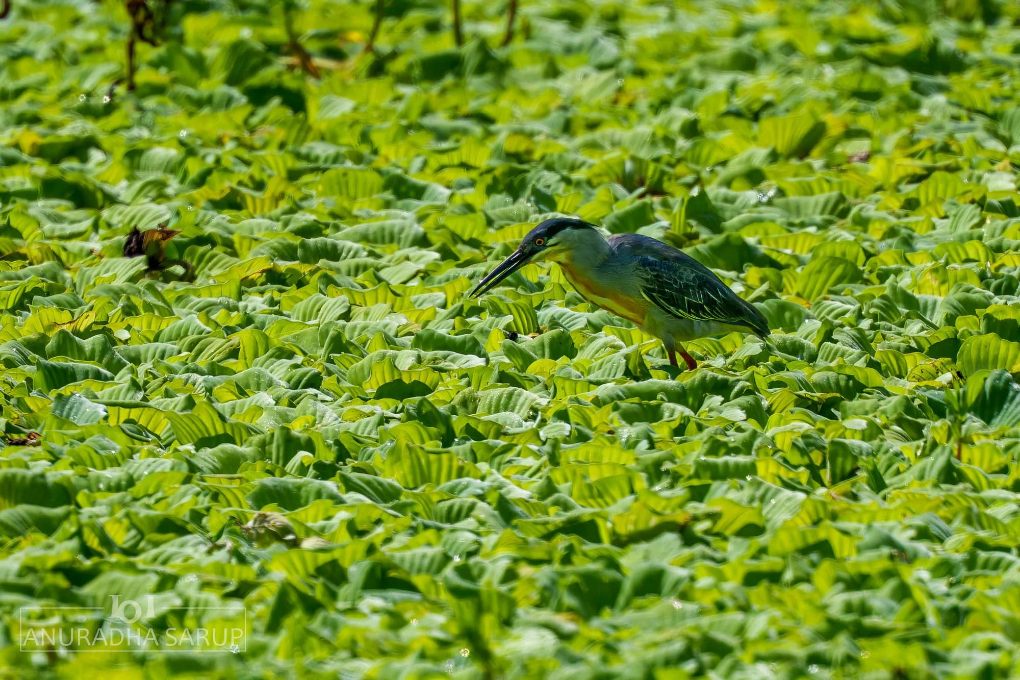 Striated Heron