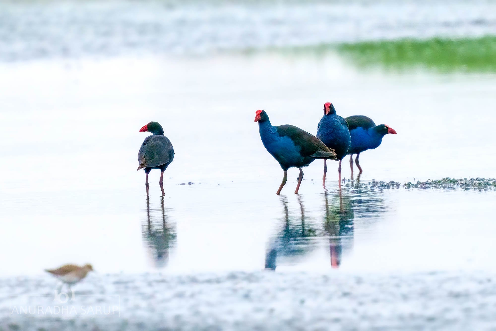 Australasian swamphen