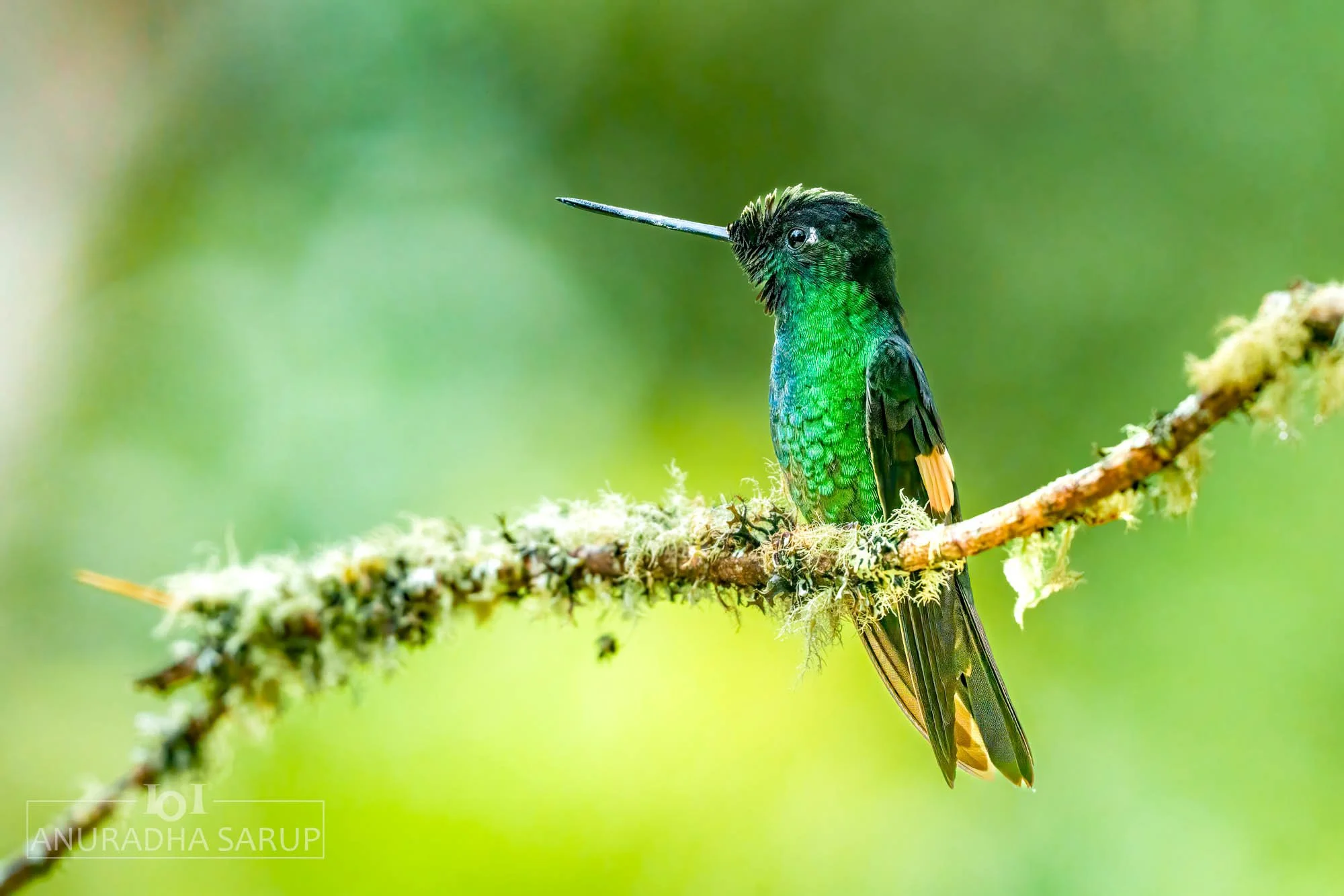 Buff-winged starfrontlet