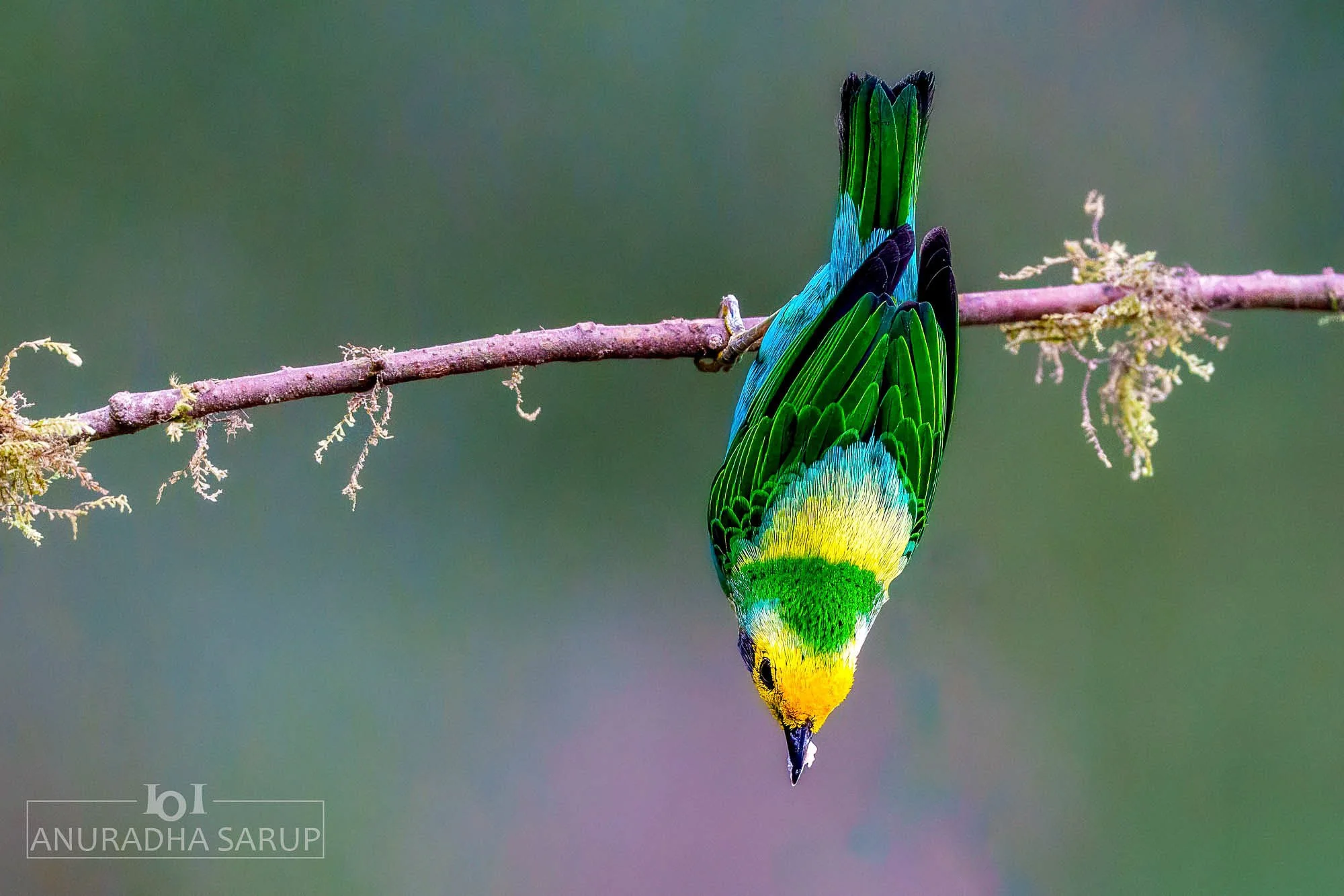 Multicoloured Tanager