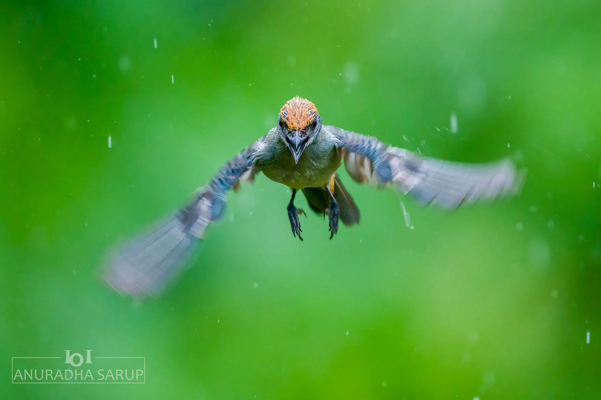 Scrub Tanager