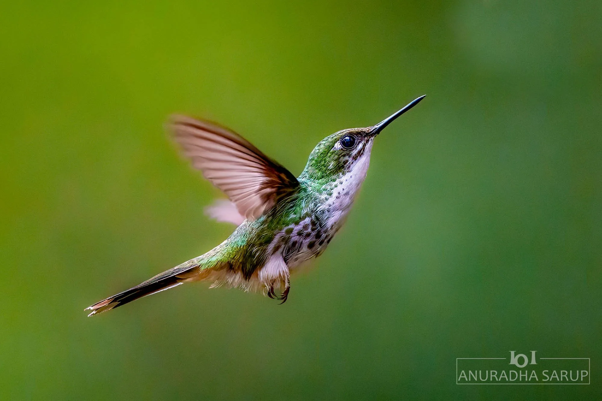 White-booted racket-tail