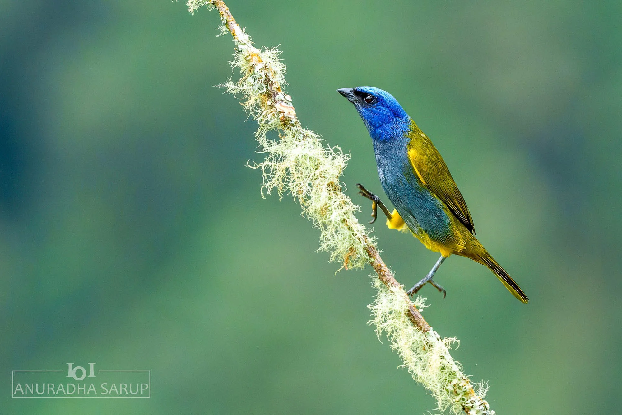 Blue-capped Tanager