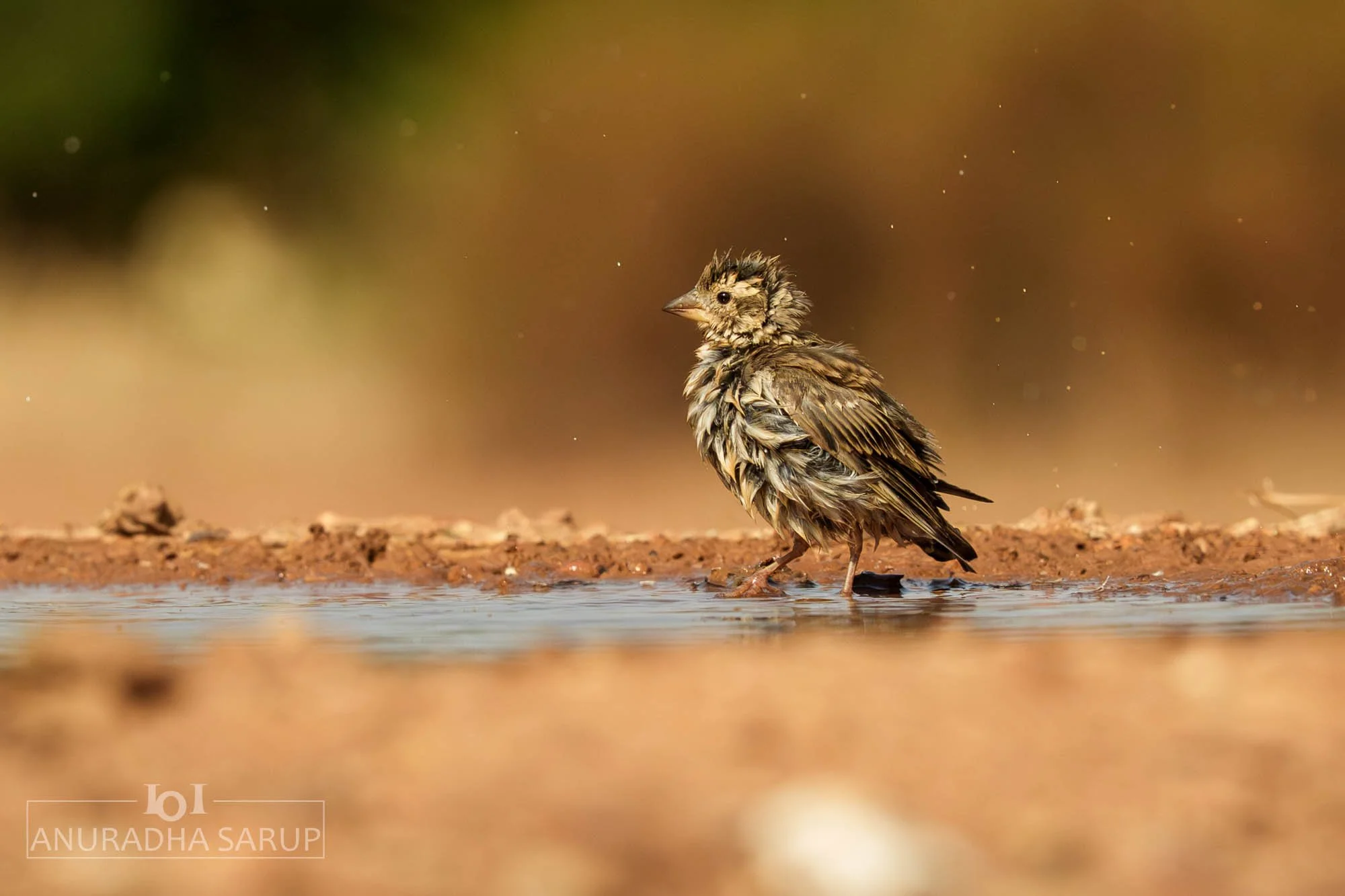 Rock Sparrow