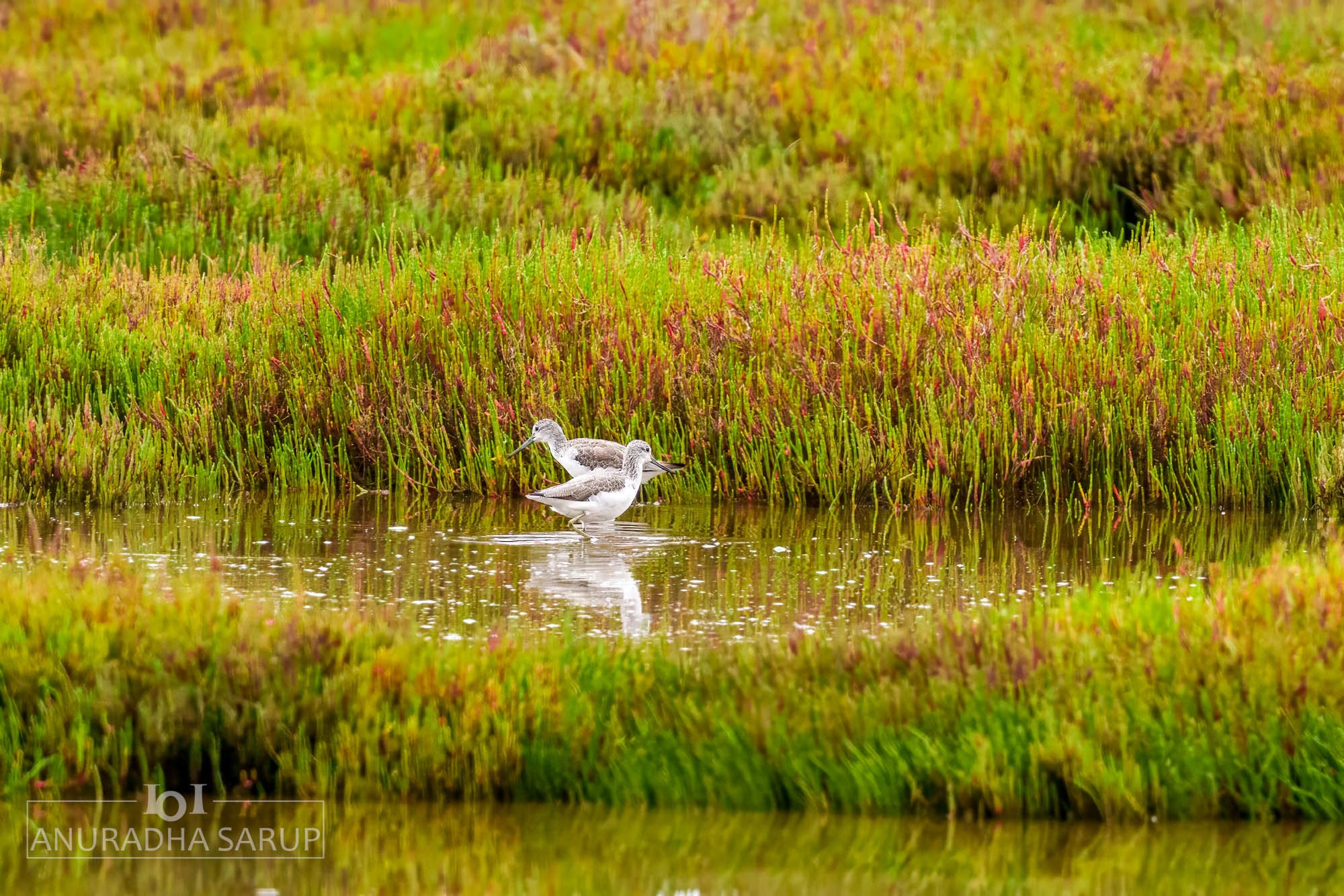 Common greenshank