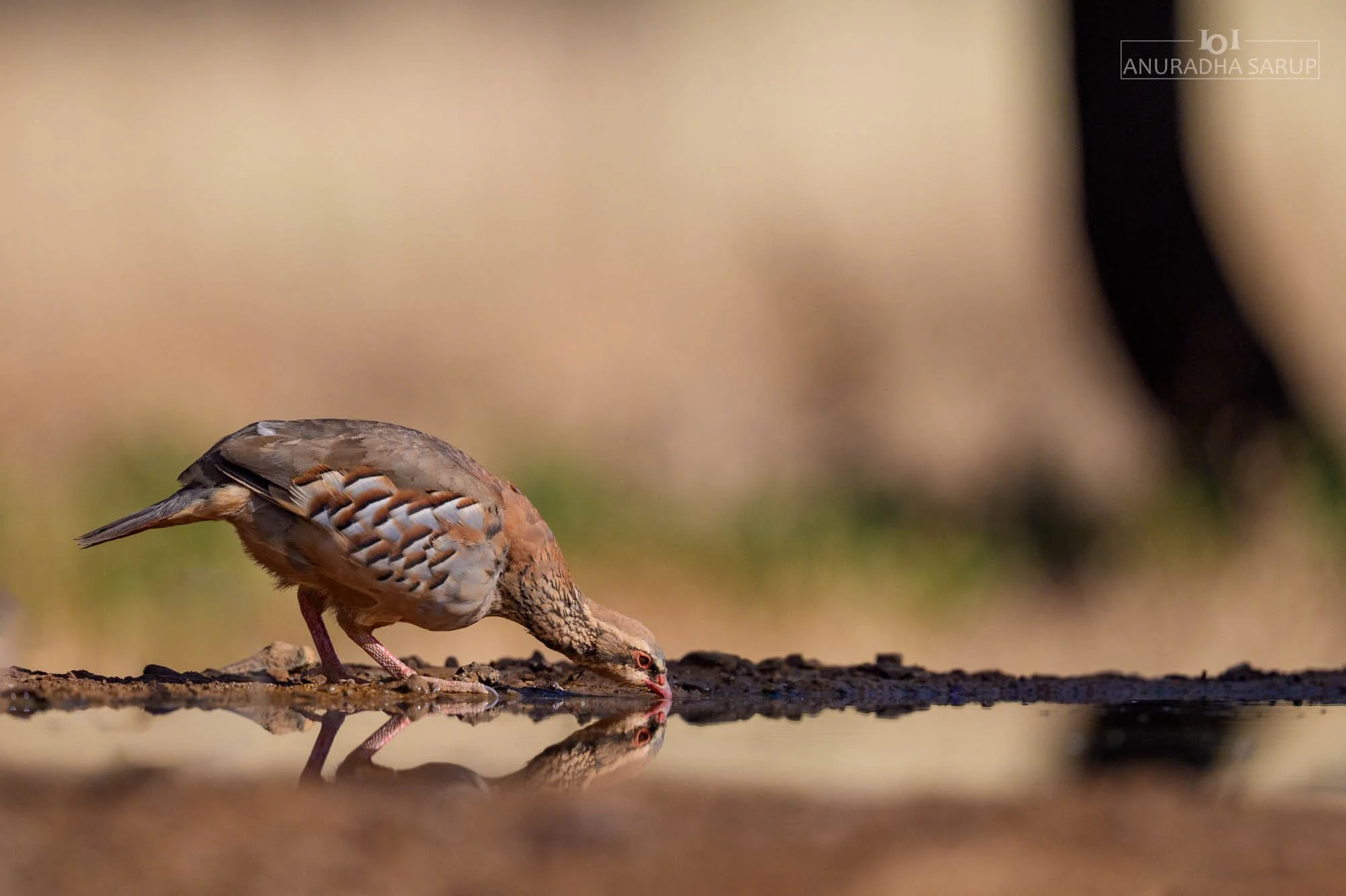 Red-legged Partridge