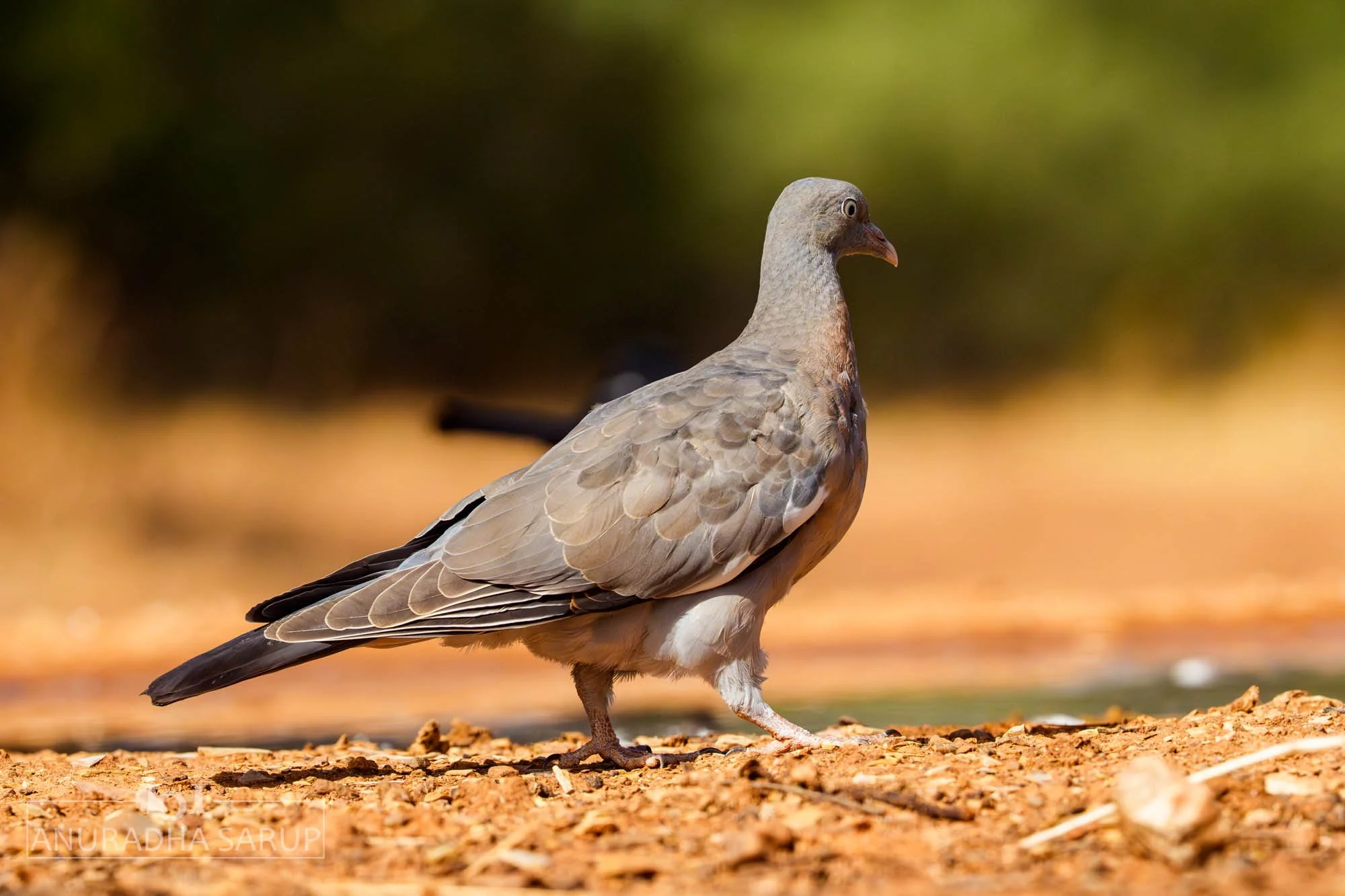 Stock Dove