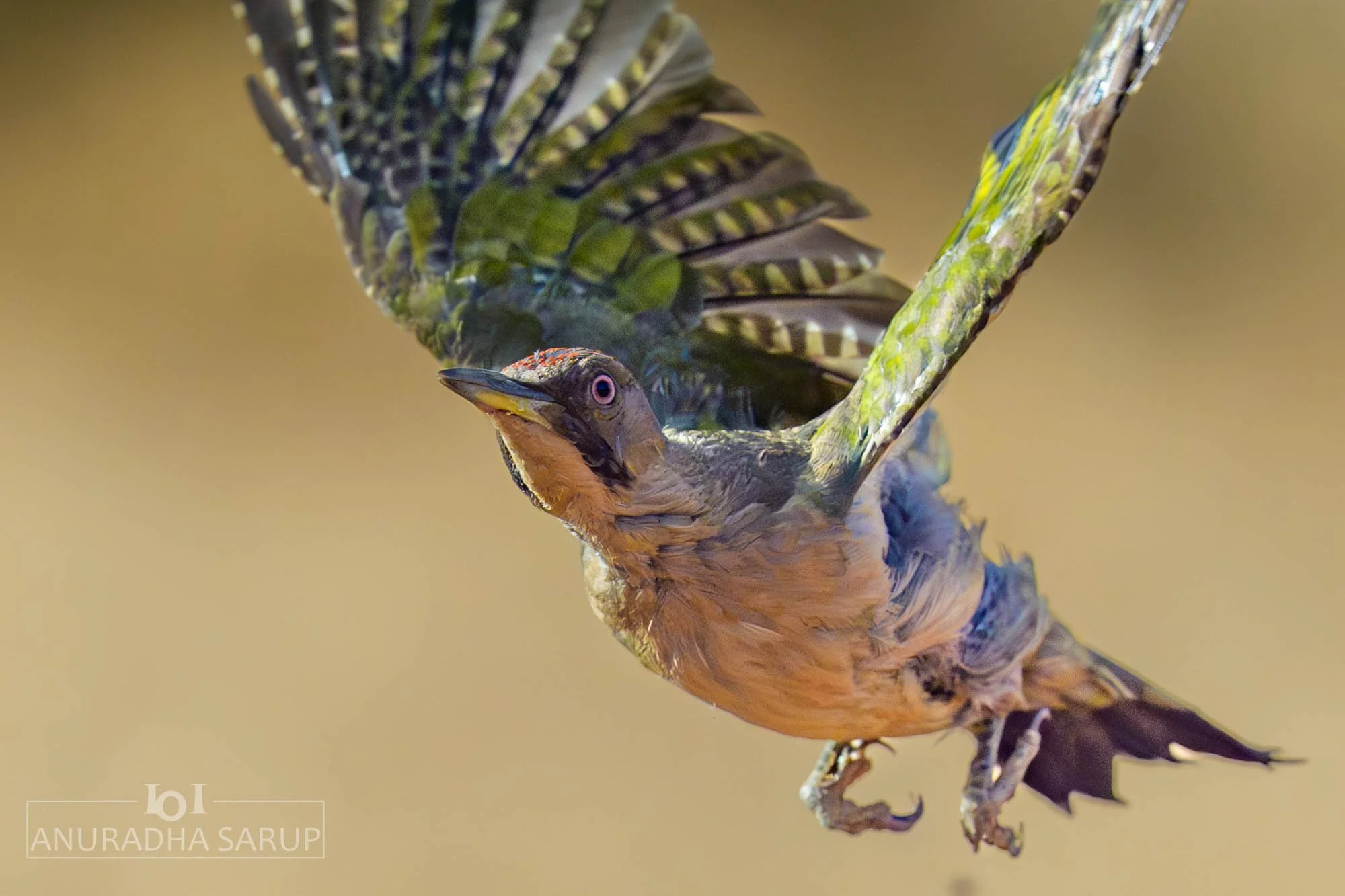 Iberian Green Woodpecker