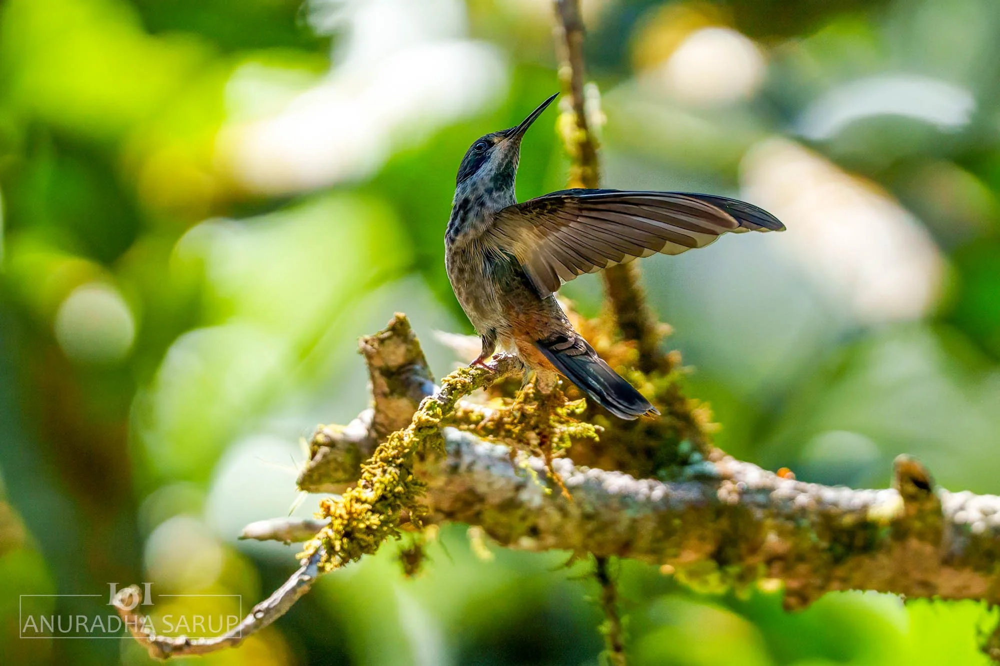 Brown violetear
