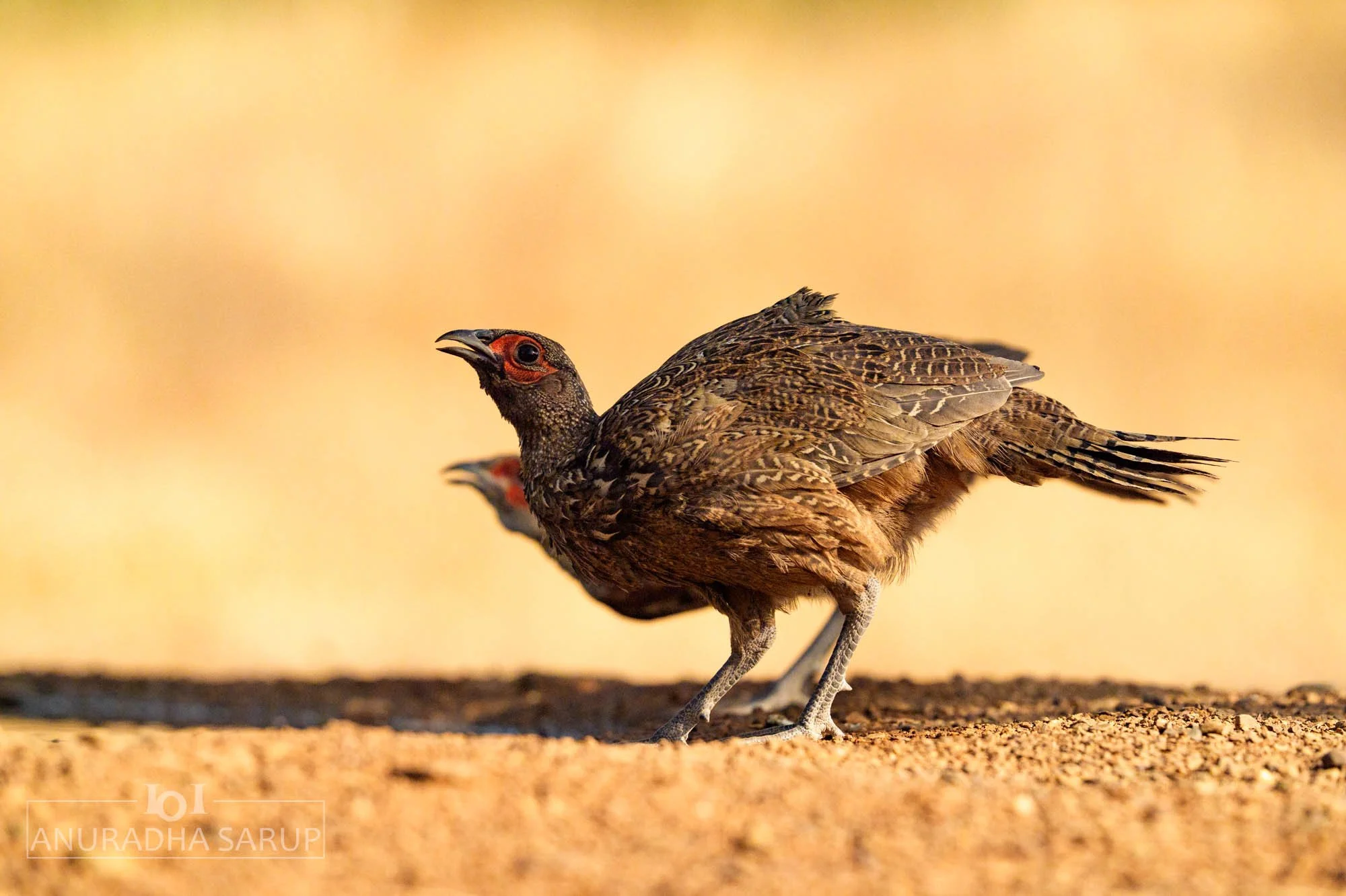 Ring-necked Pheasant