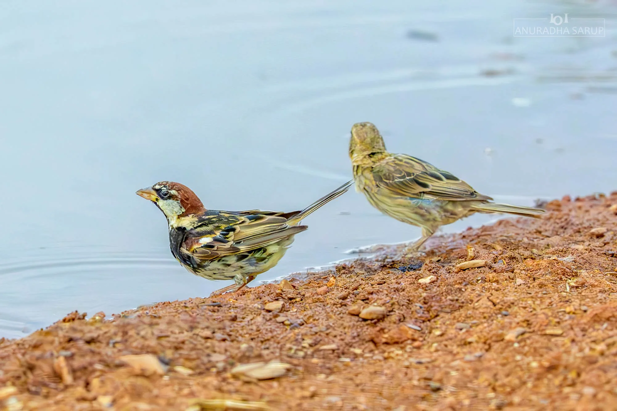 Spanish sparrow