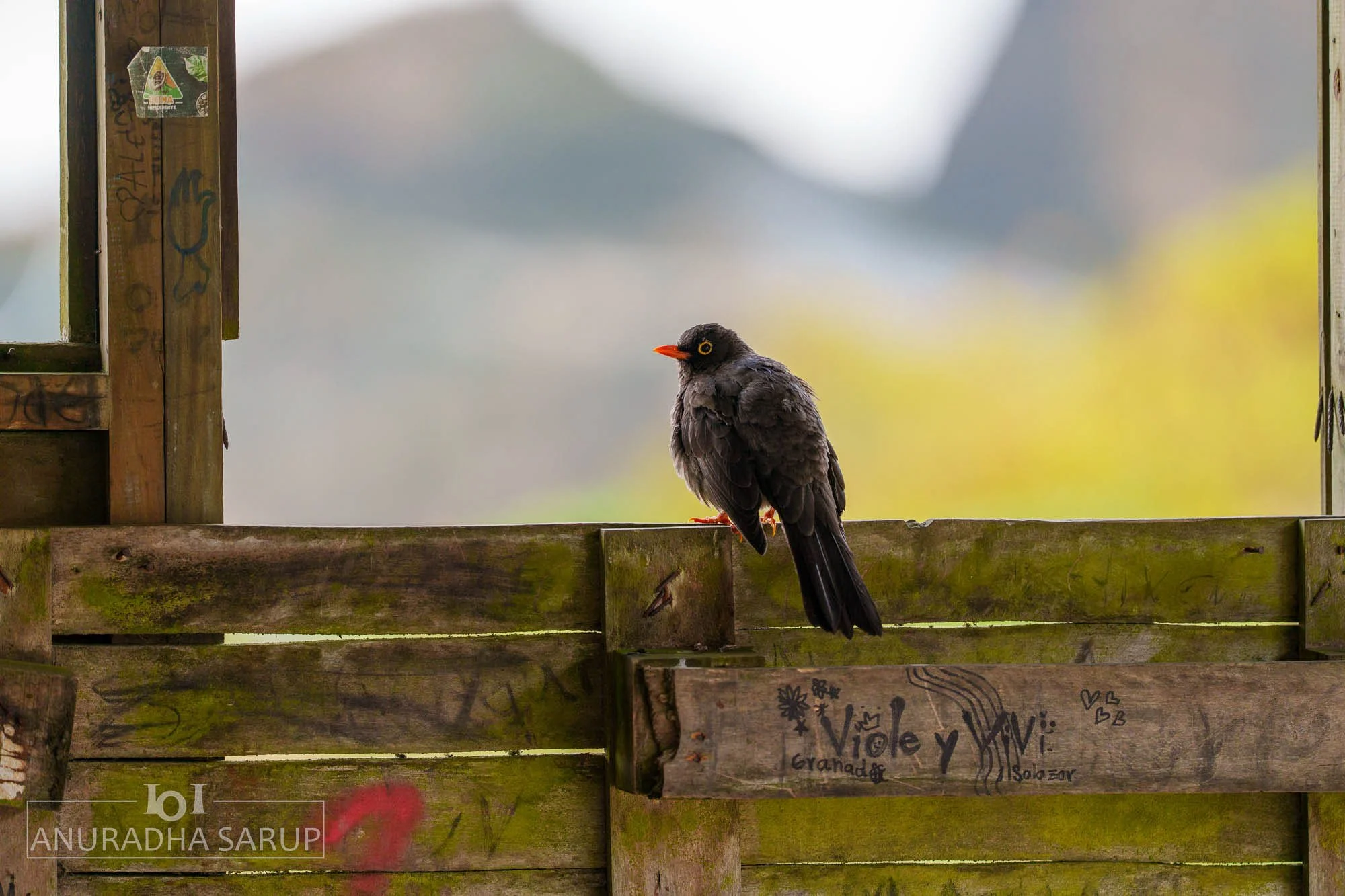 Great Thrush