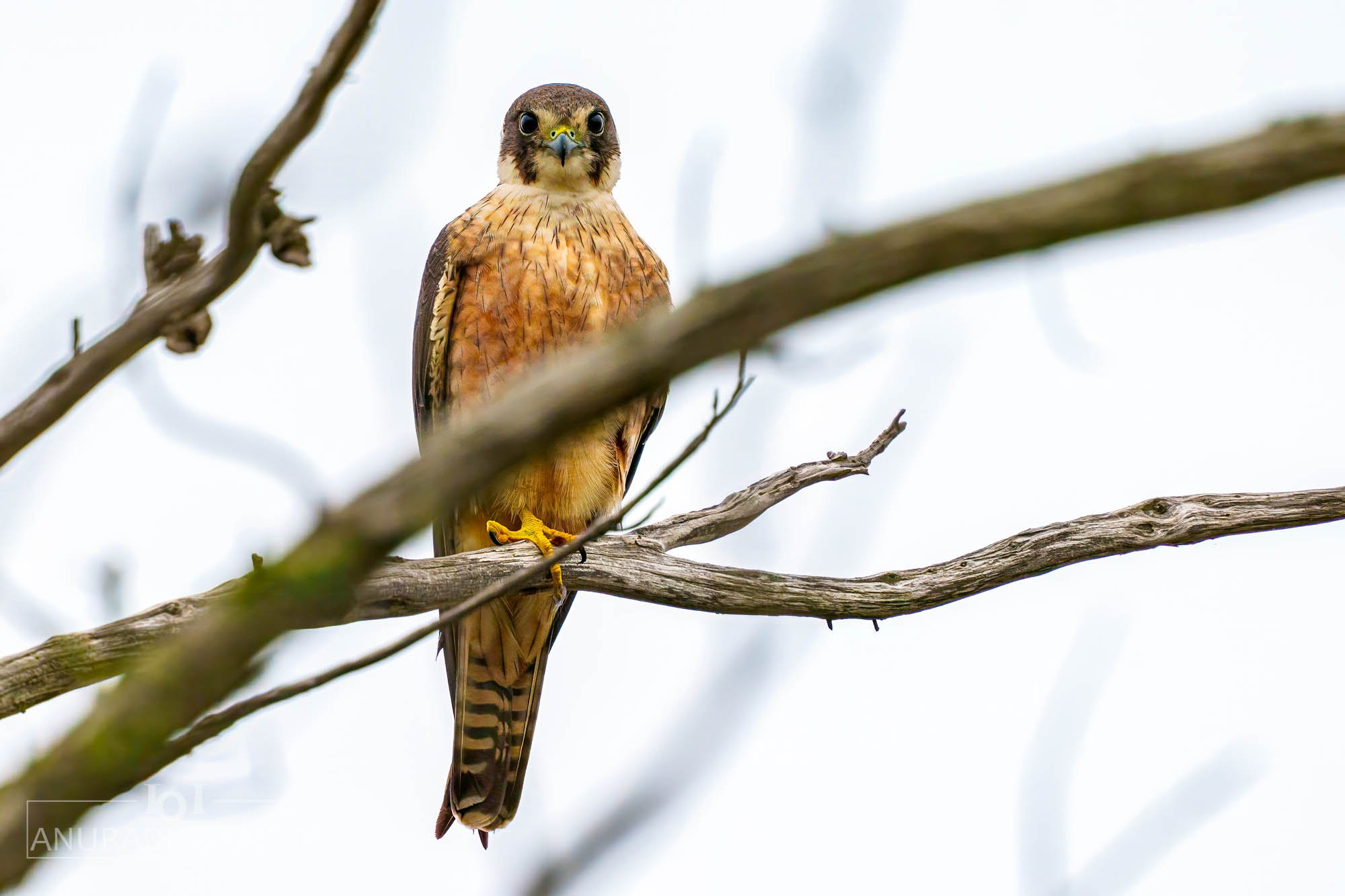 Australian hobby
