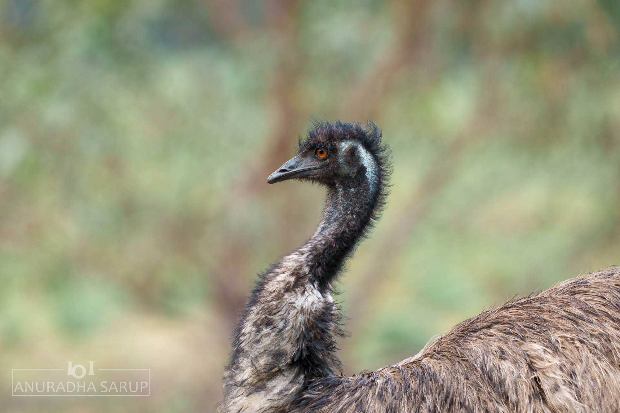 Emu