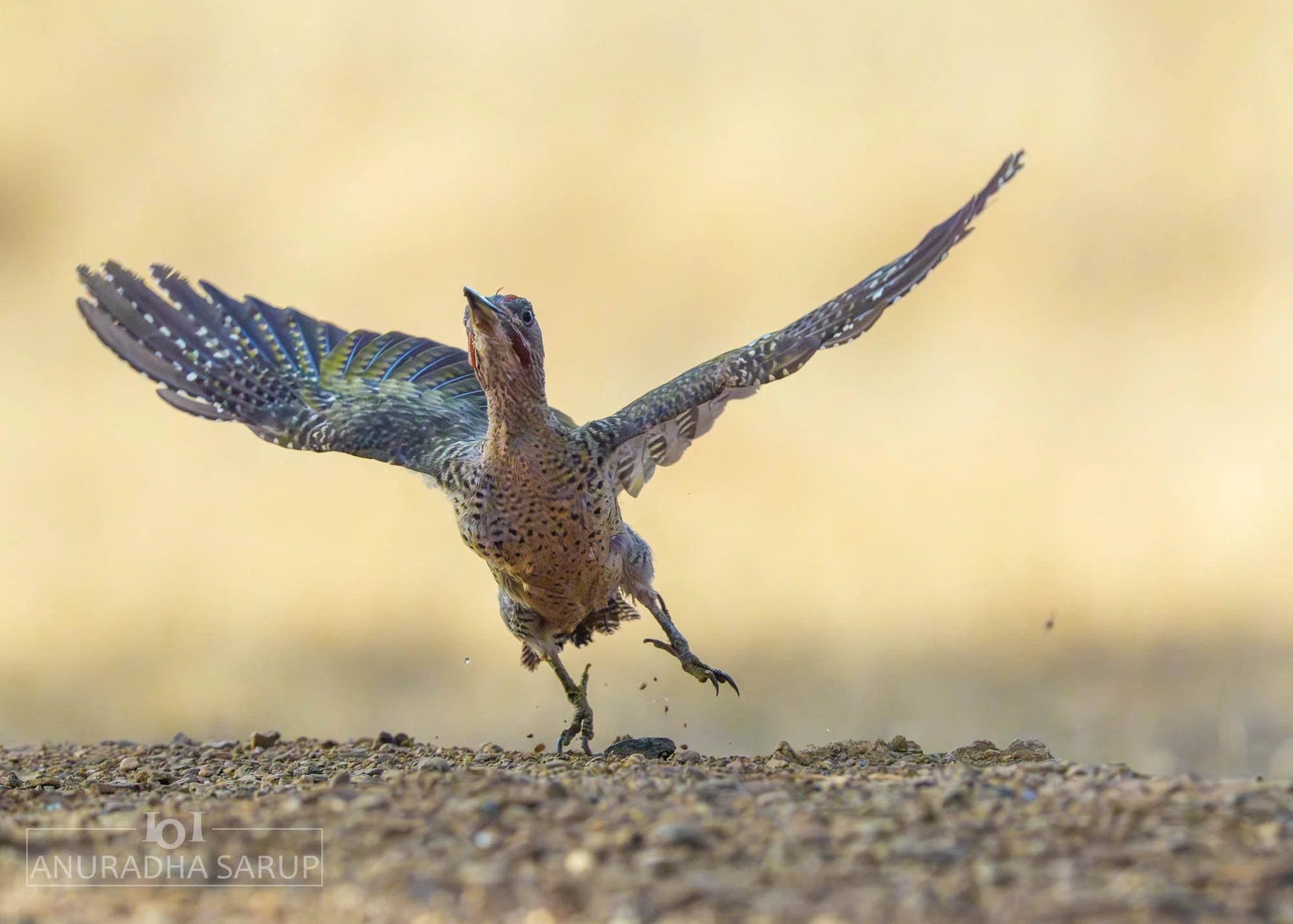 Iberian Green Woodpecker